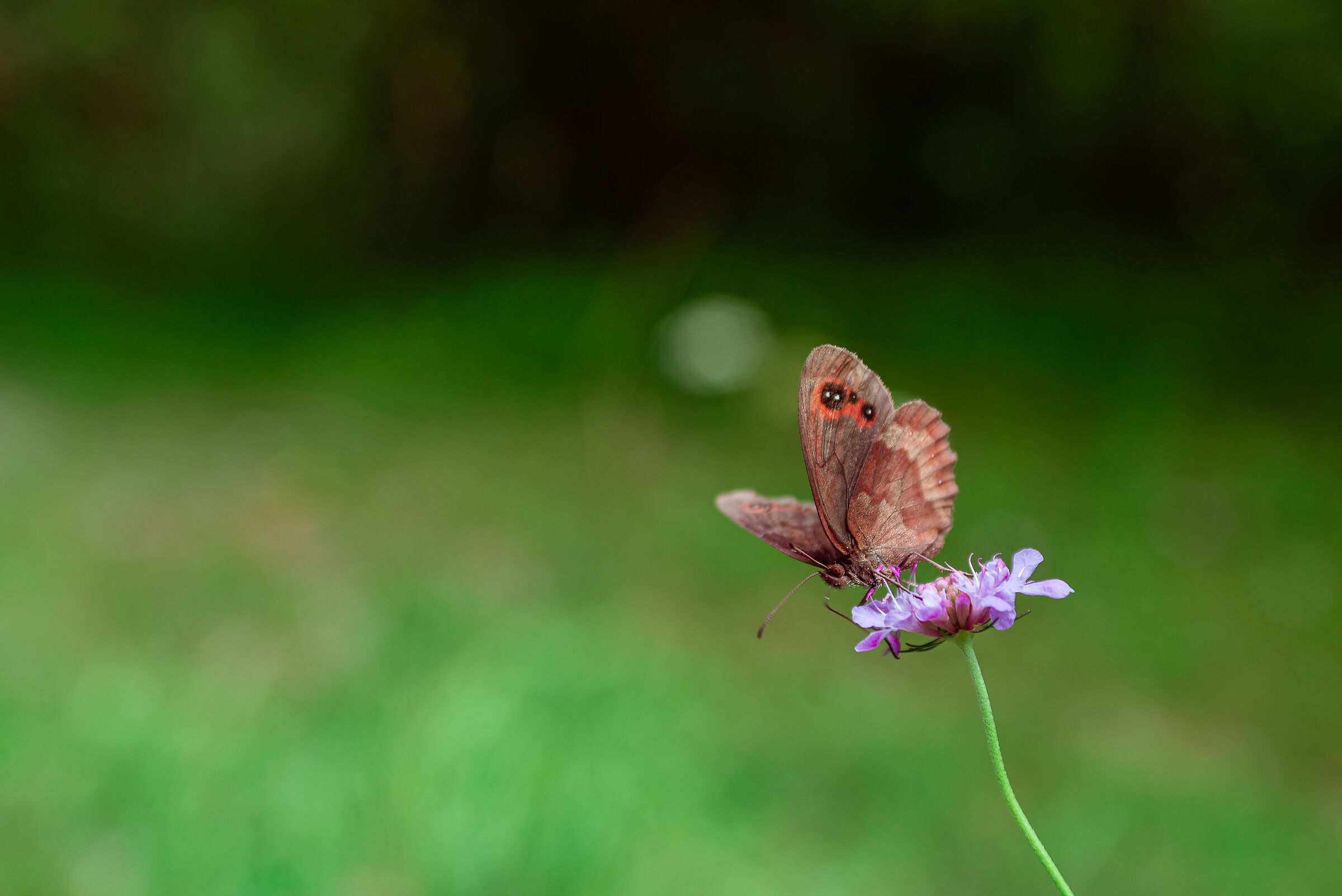 Farfalla, Valle del Mis