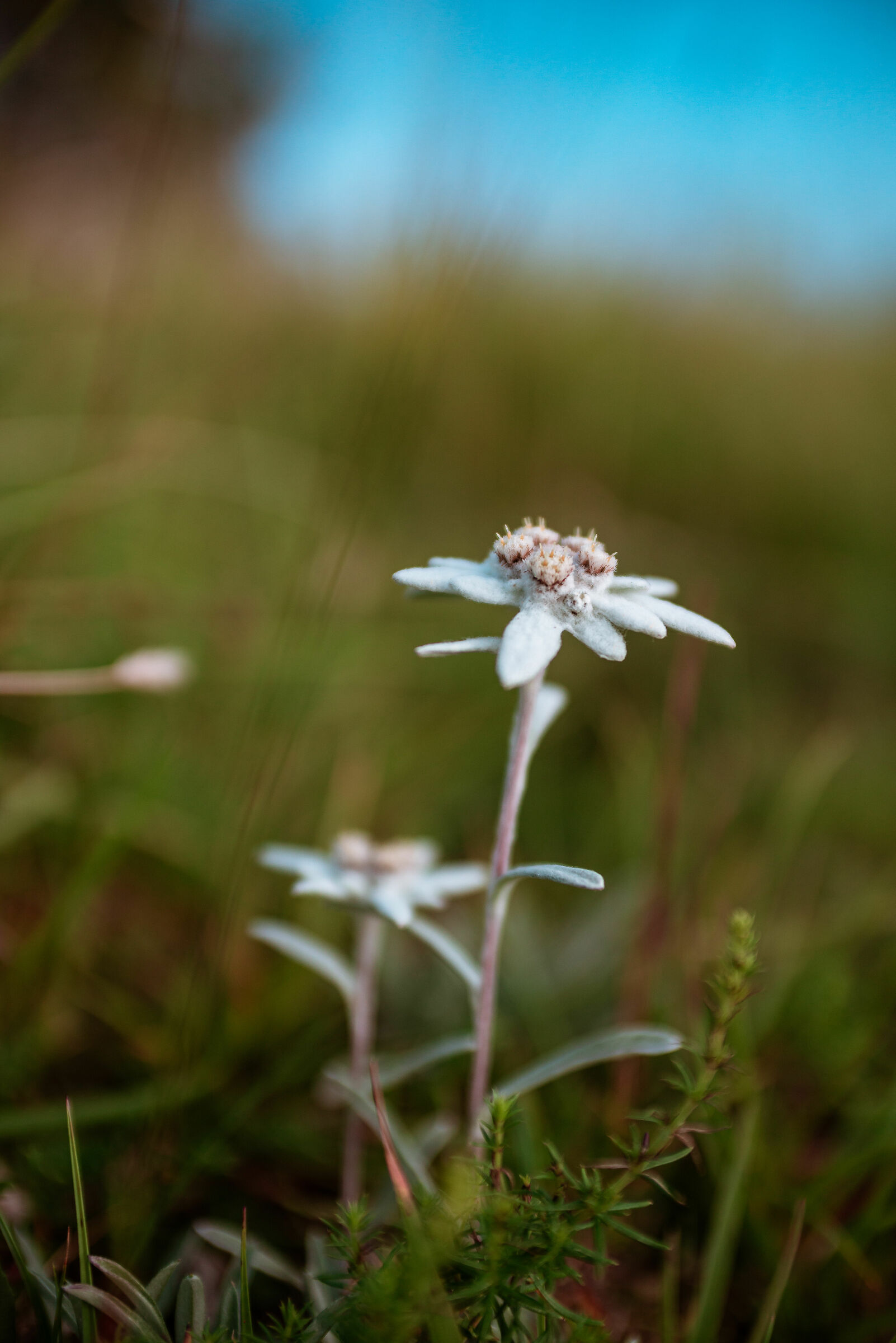 Edelweiss