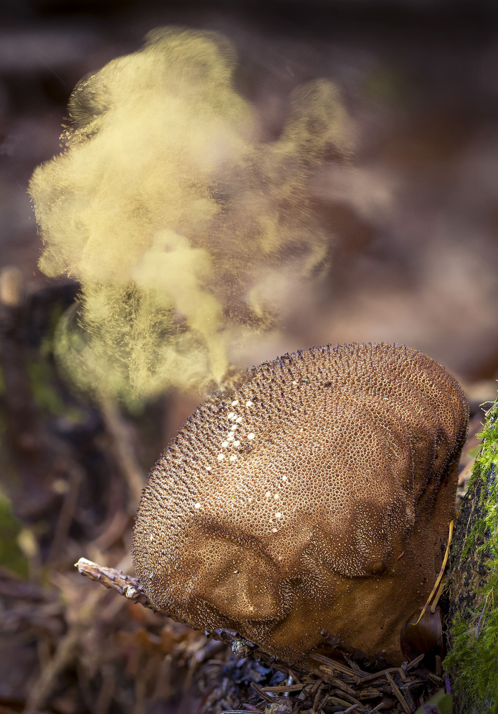 Lycoperdon pyriforme - Dispersione delle spore