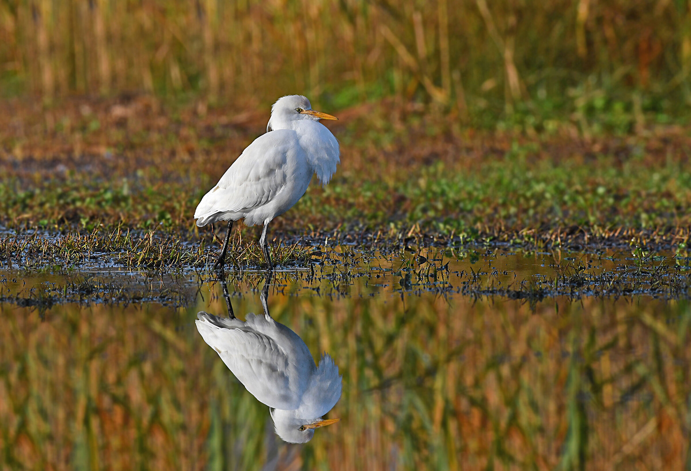 "Babbo Airone sta arrivando..."