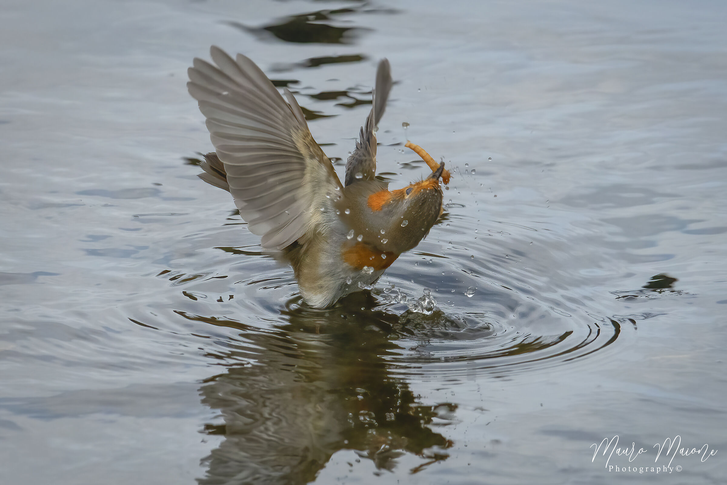 evoluzioni di un pettirosso