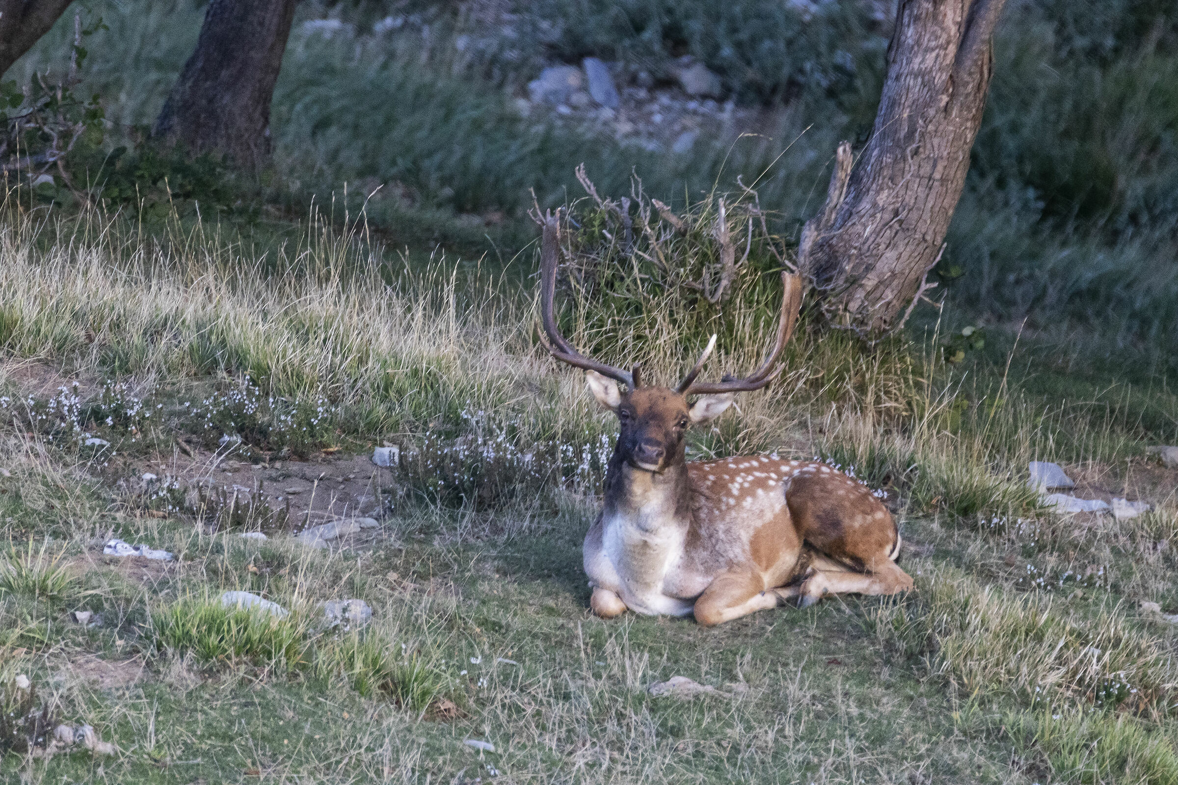 il riposo del guerriero