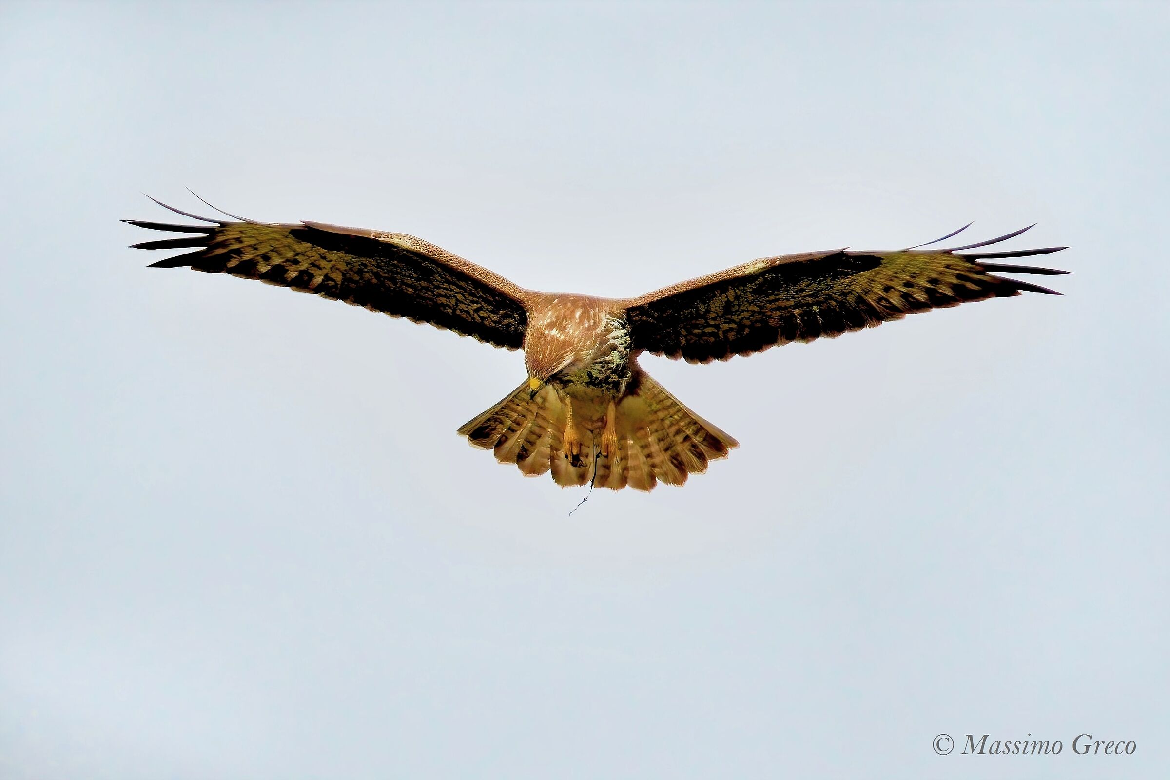 Common Poiana (Buteo buteo)
