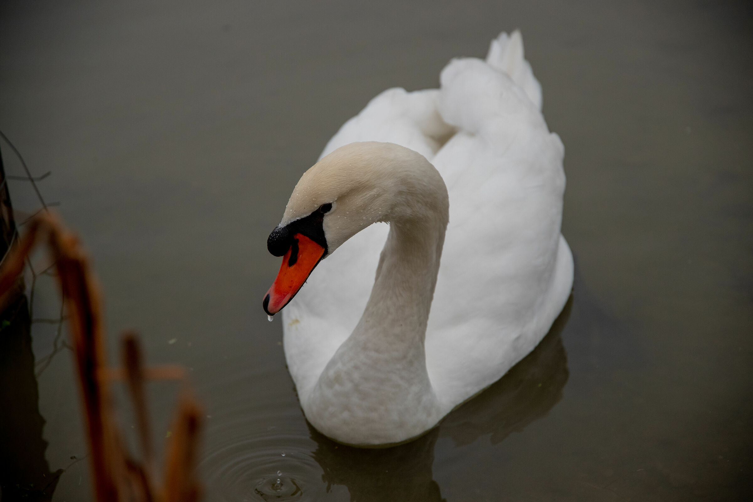 Cigno sotto la pioggia