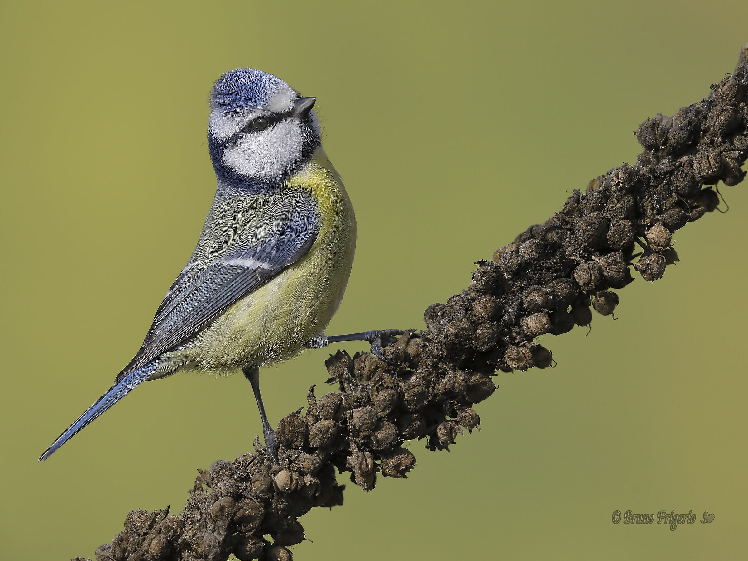 cinciarella vanitosa