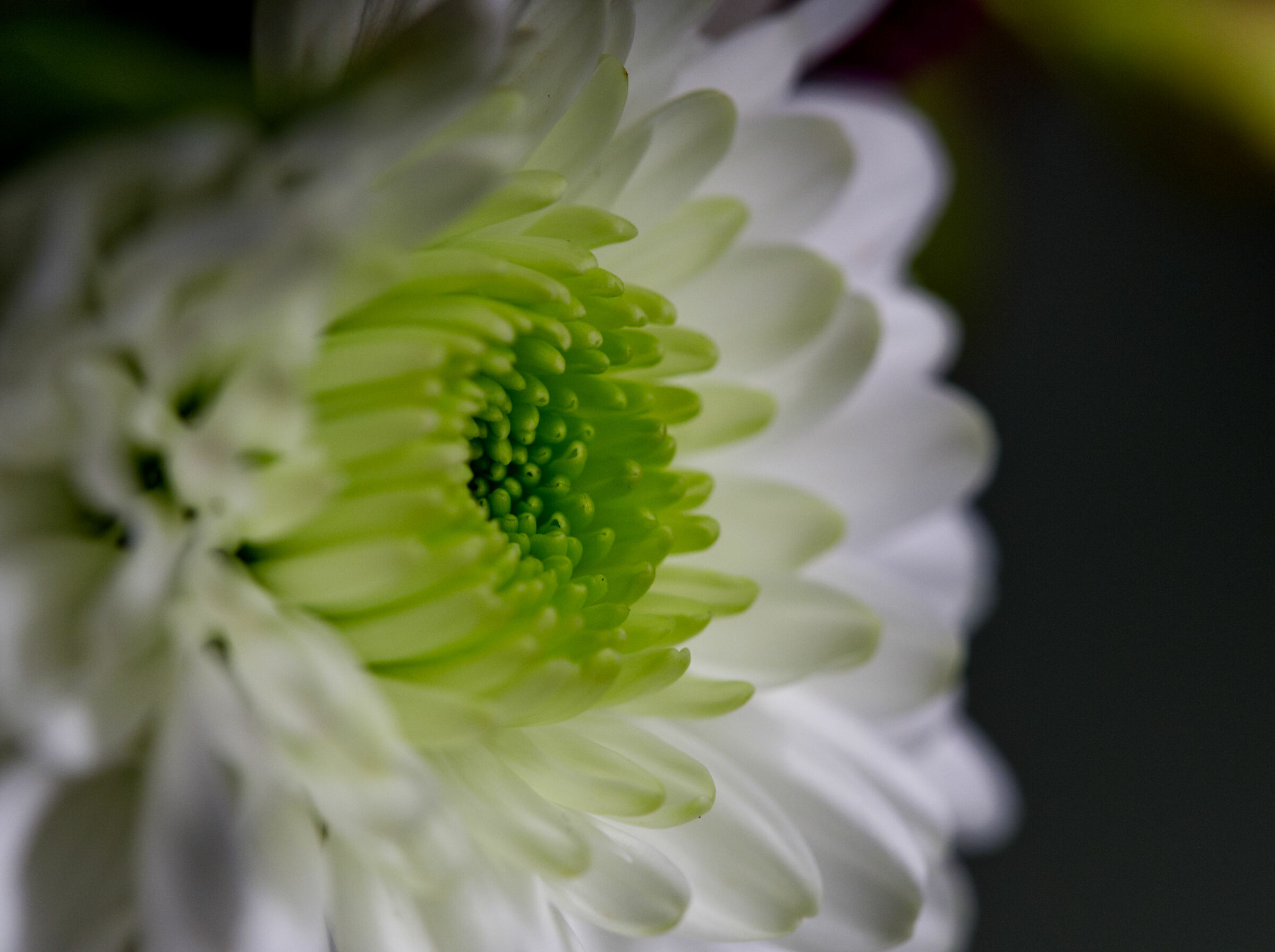 Bianco Verde