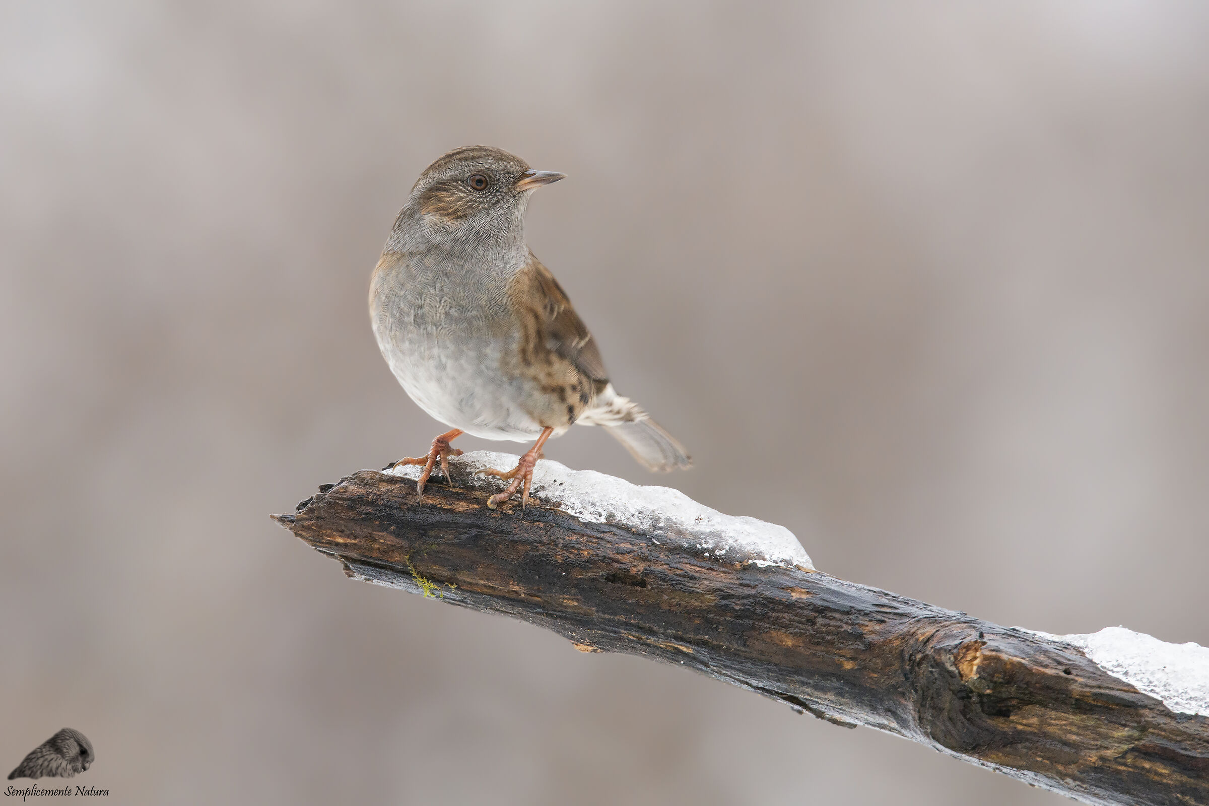 Flounder Scopaiola (Prunella modularis)