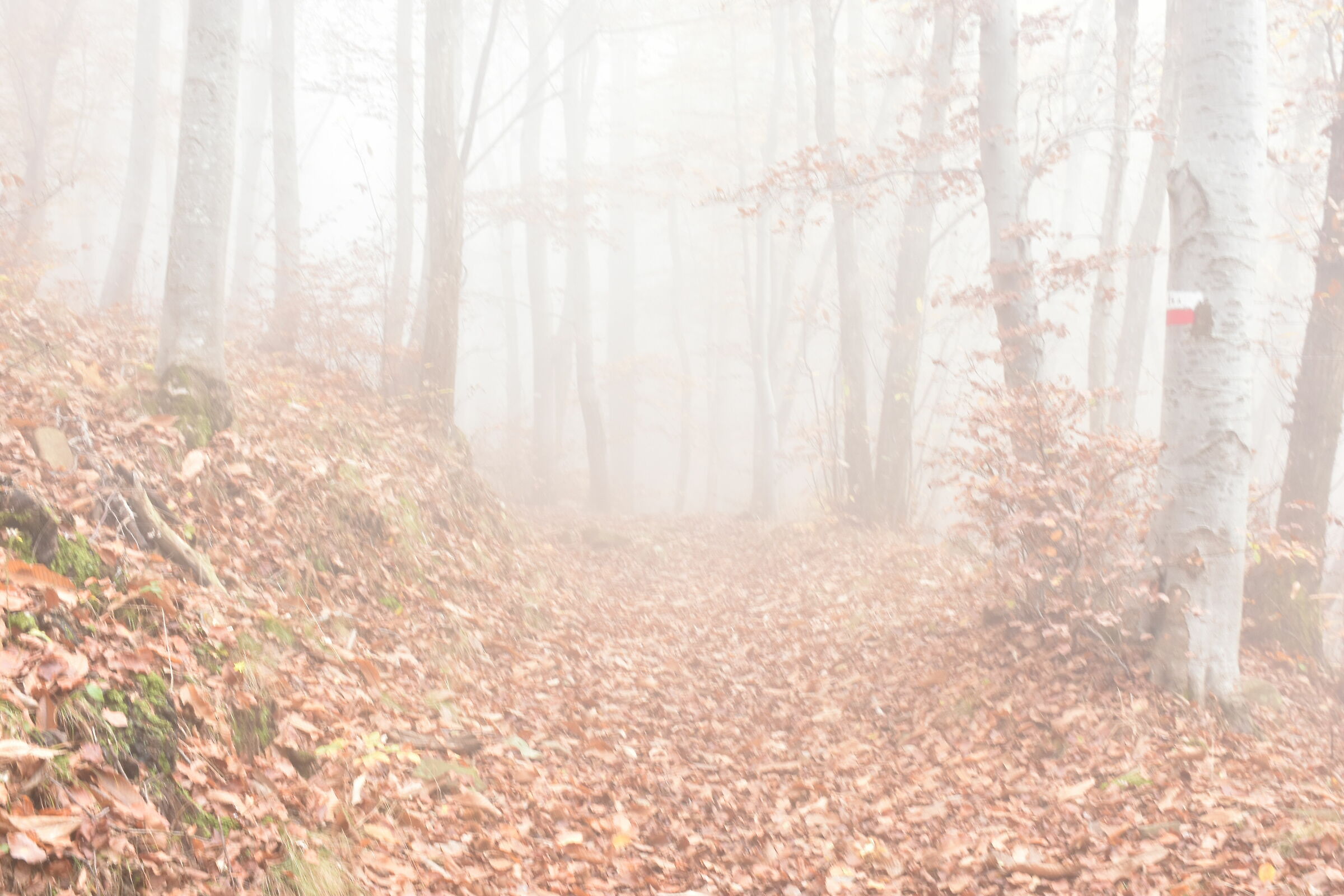 Nebbia nel bosco