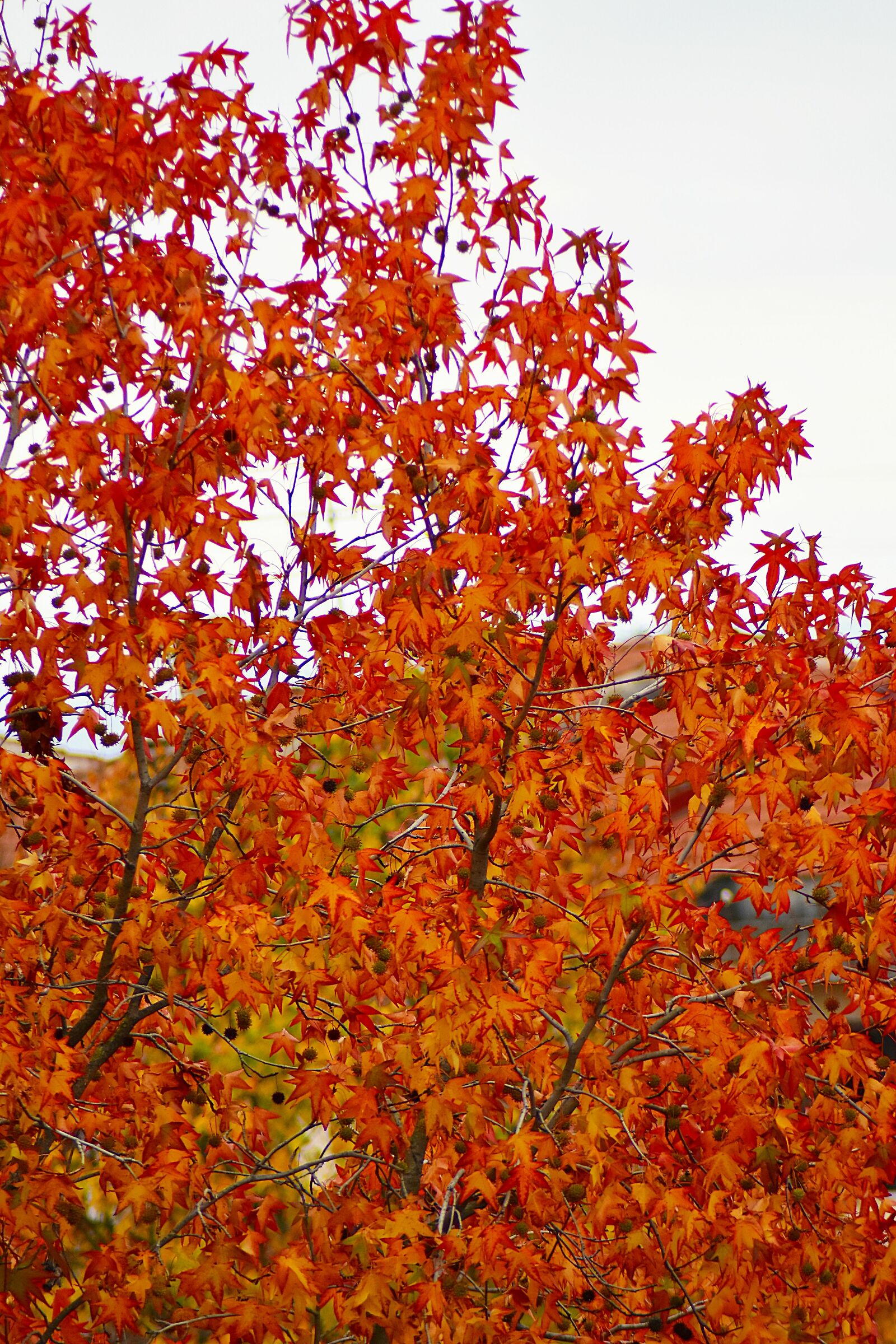 Albero d'autunno