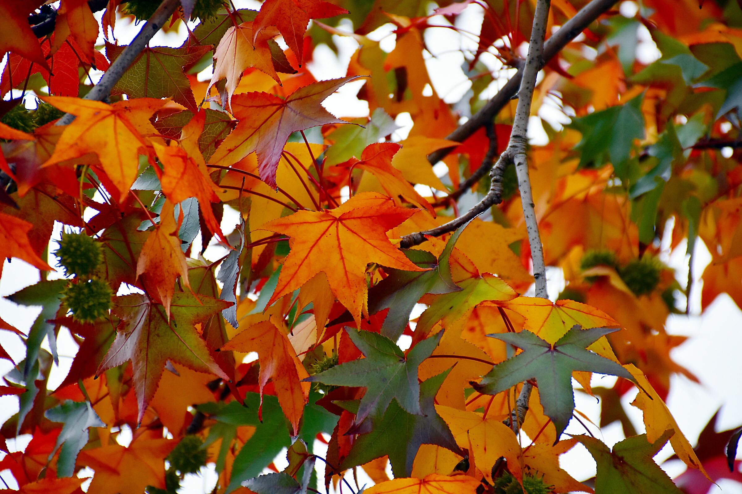 Albero con le foglie a stella