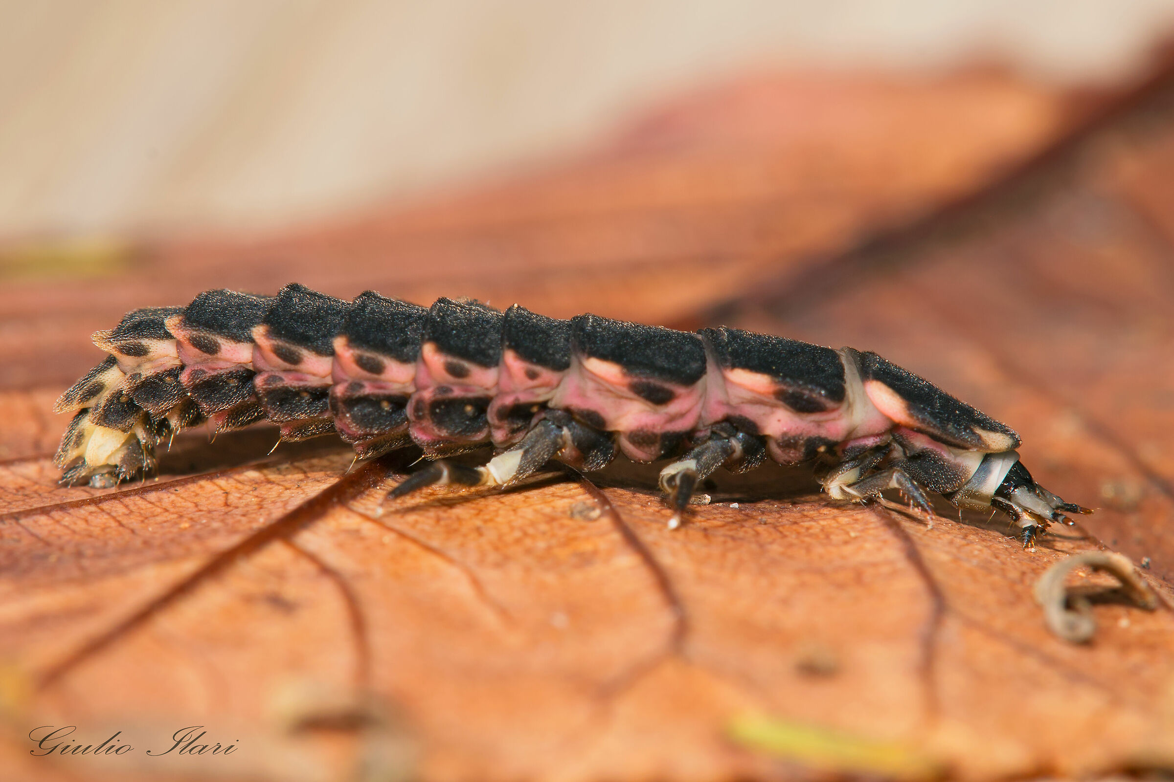 Lampyris noctiluca (larva di lucciola)