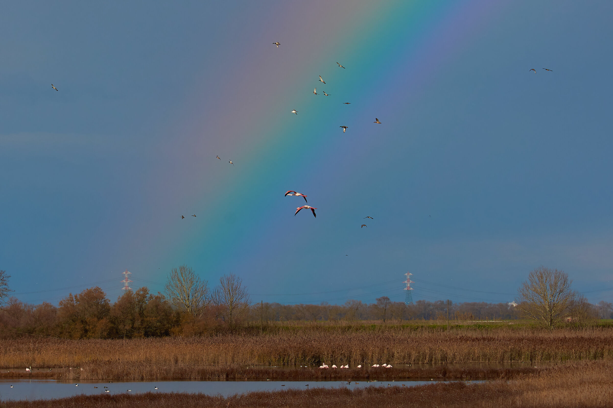 Somewhere Over the Rainbow