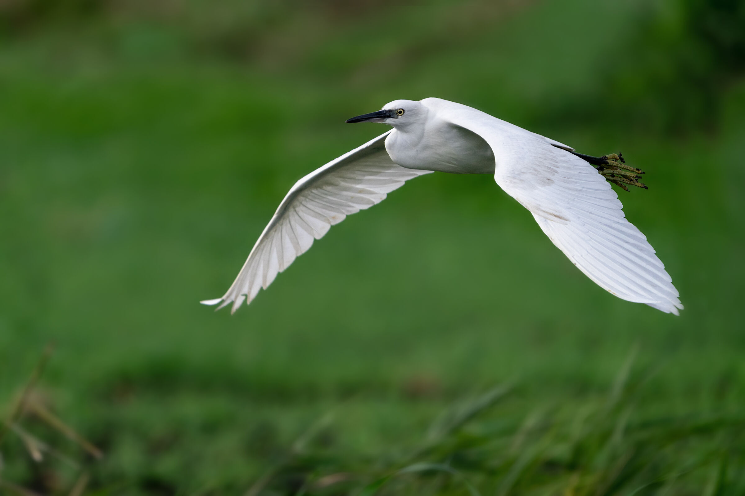 Flying egret