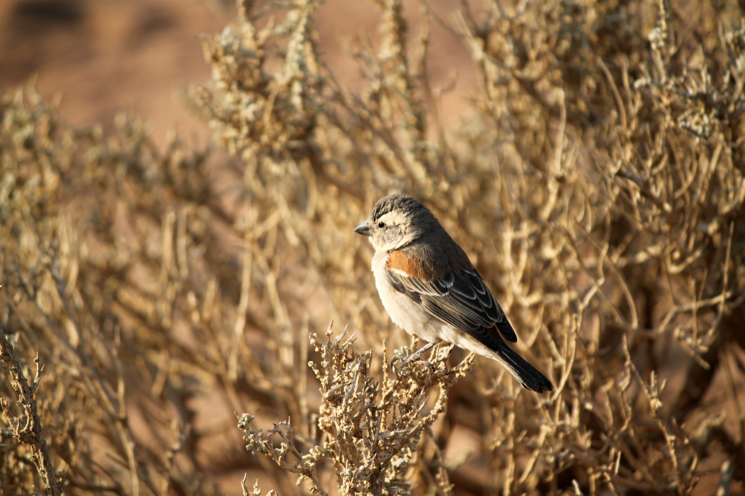 African sparrow