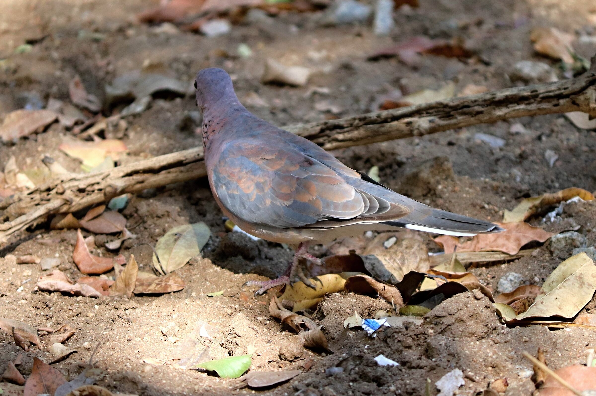La tortora del Botswana