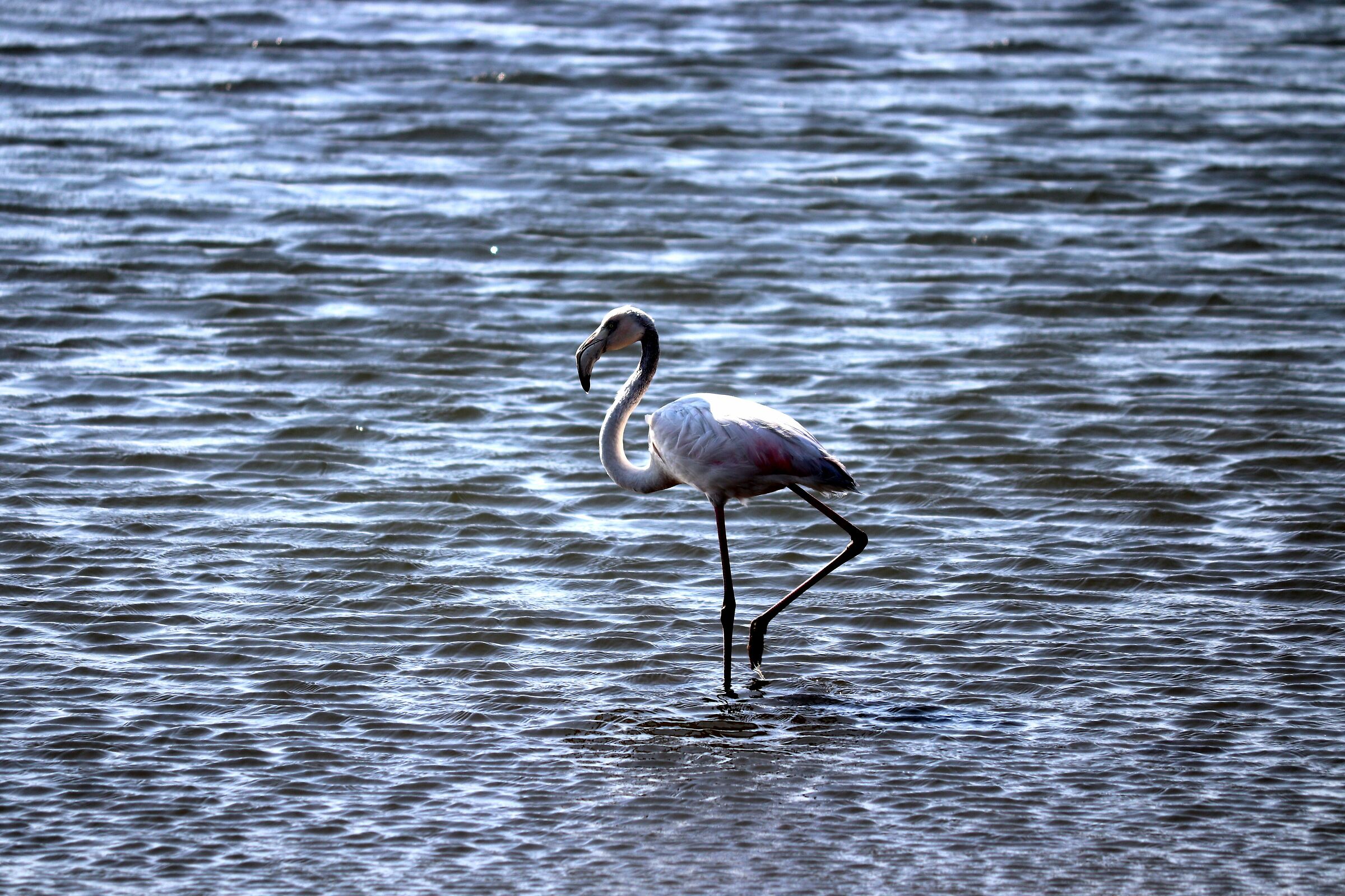 Namibian pink flamingo