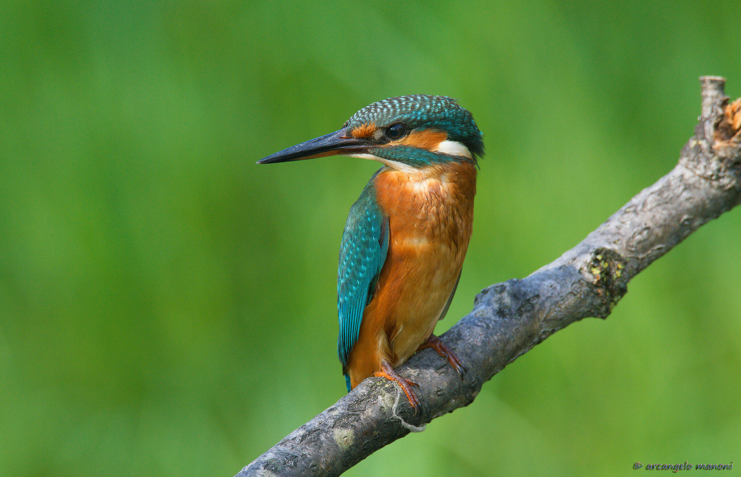 Good morning with martino