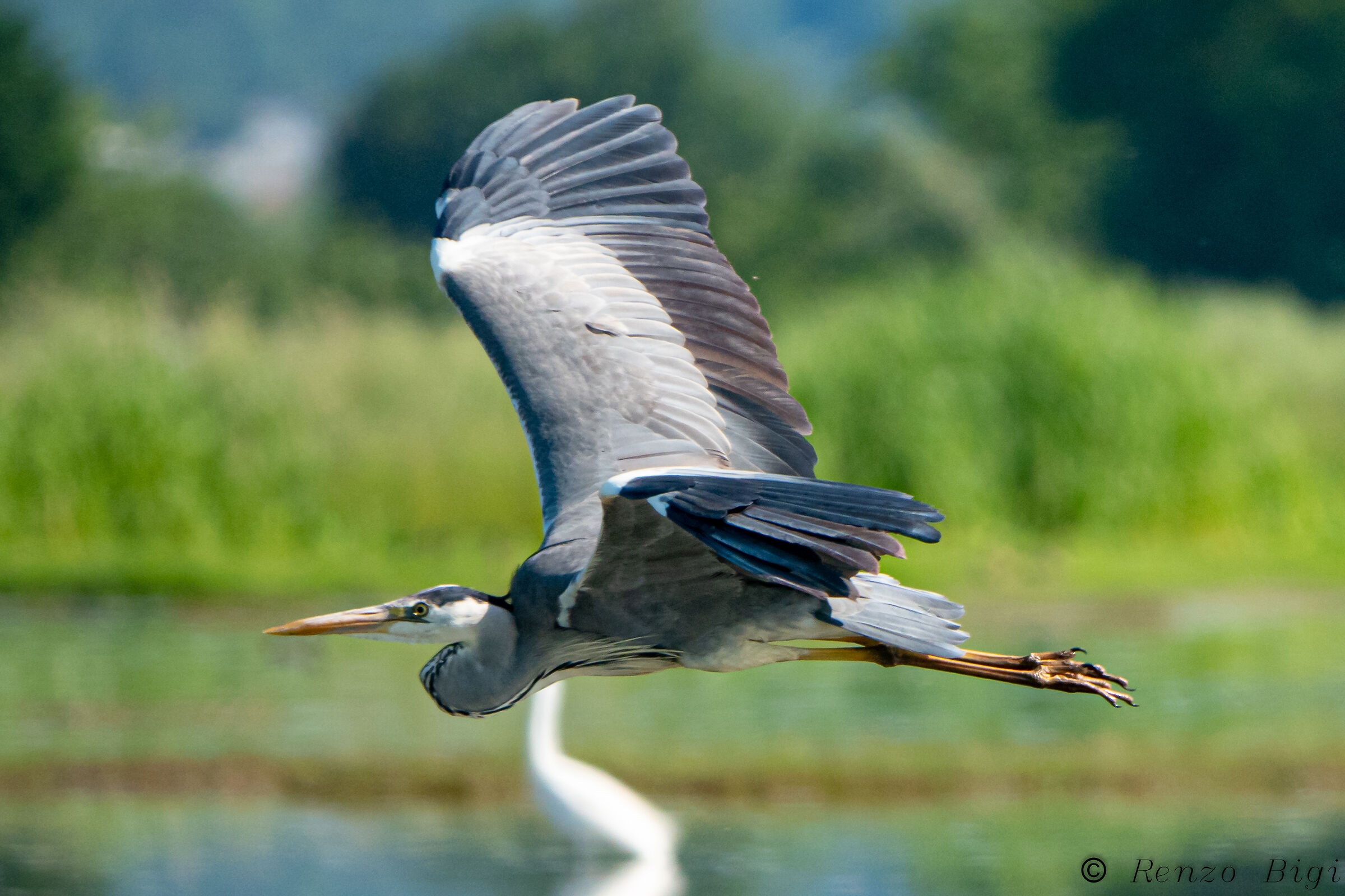 Gray heron