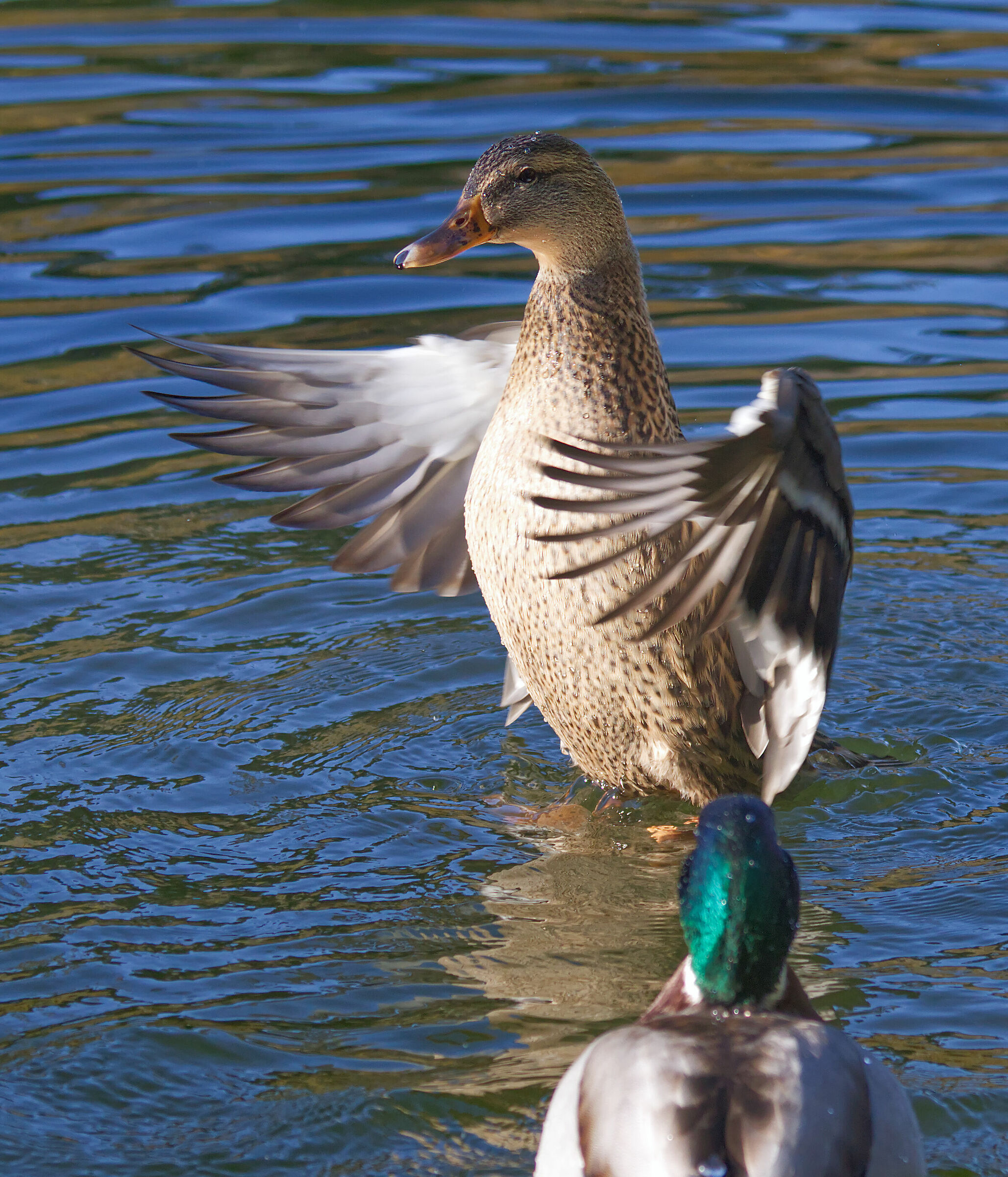 Ballare per il mio ragazzo...