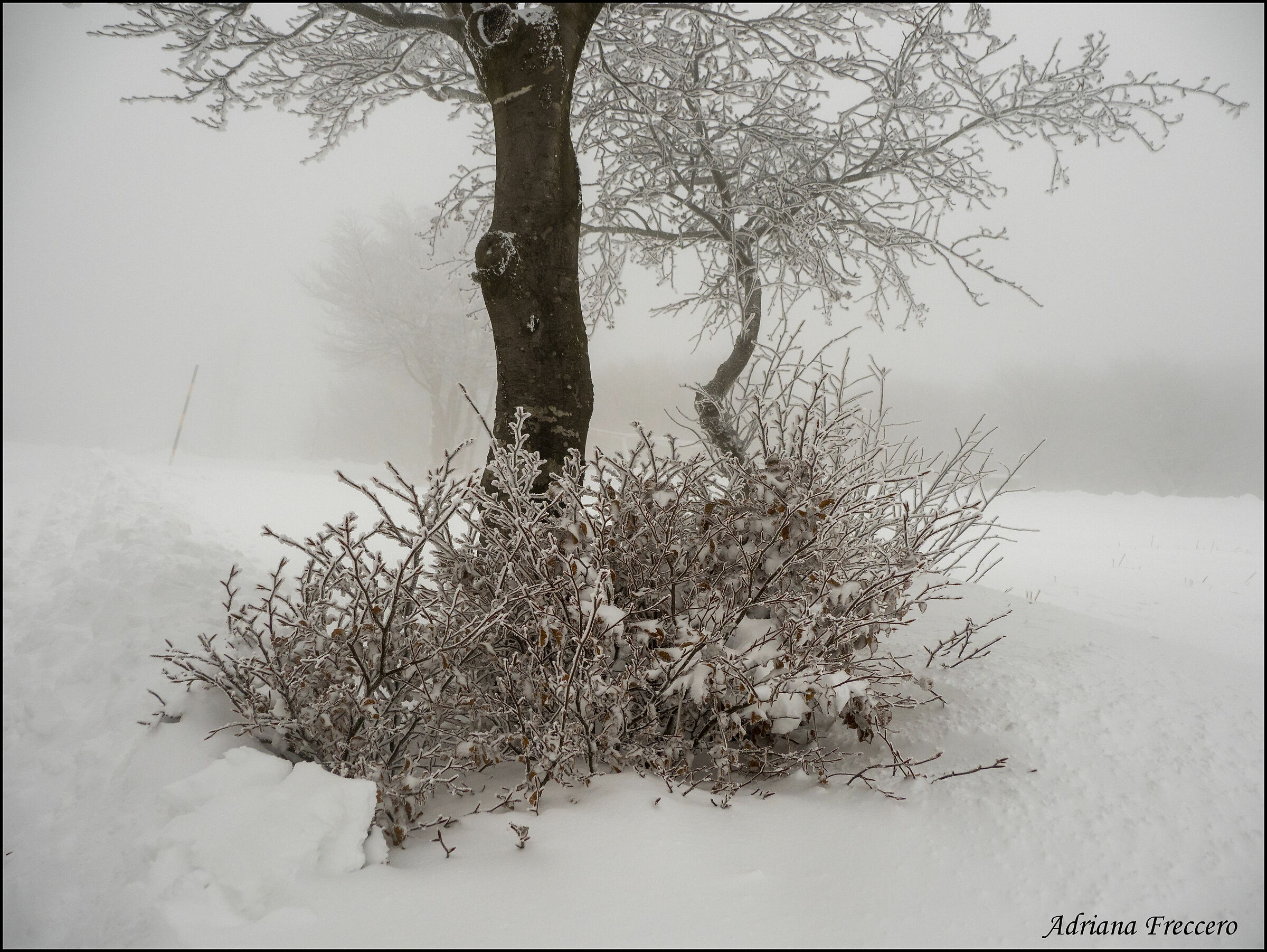 Untitled Photo