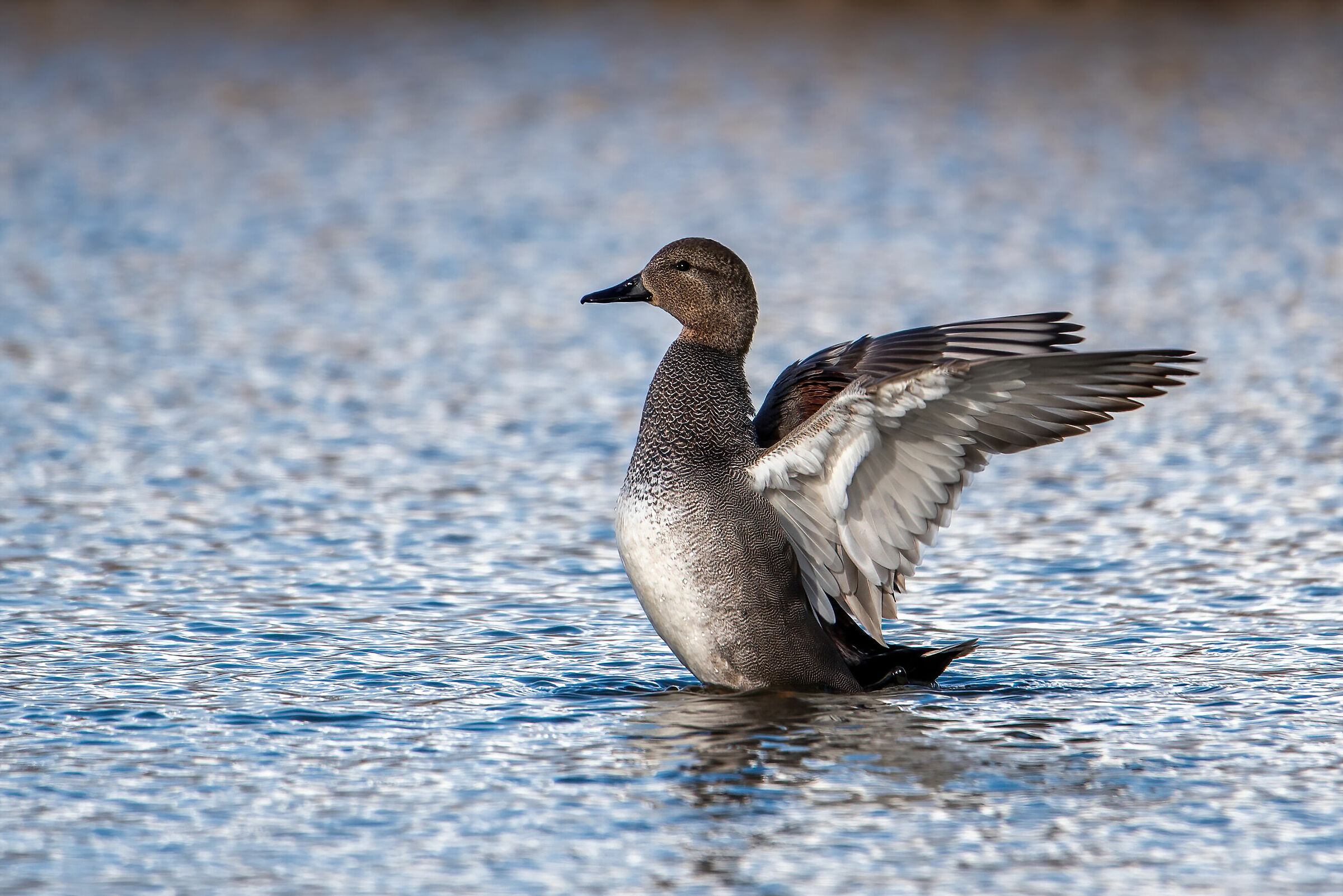 Canapiglia (Anas strepera)