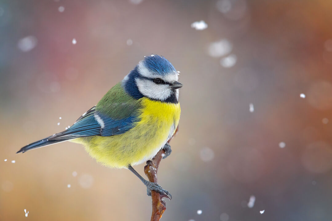 Cinciarella under the snow