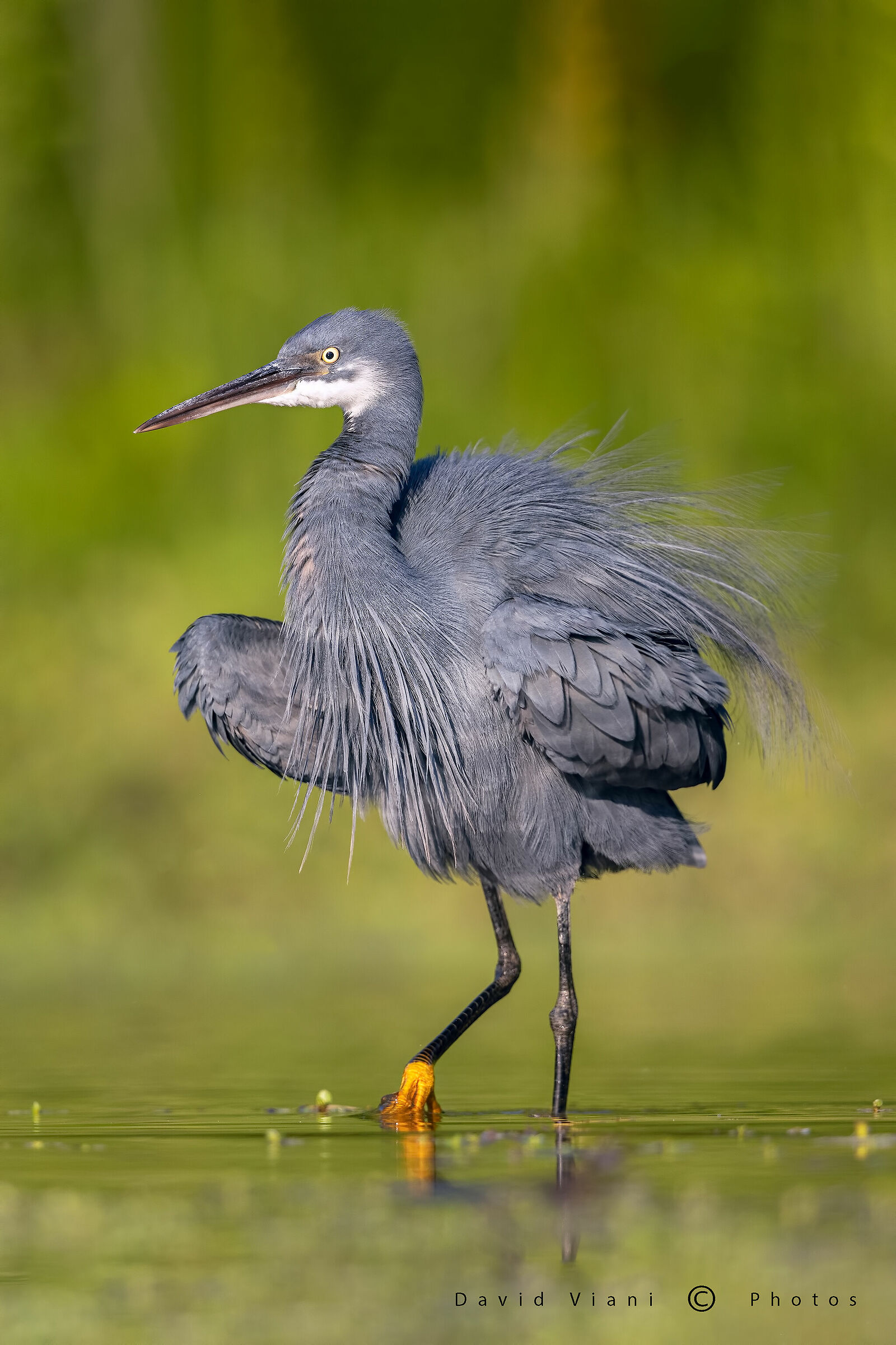 Schistaceous heron