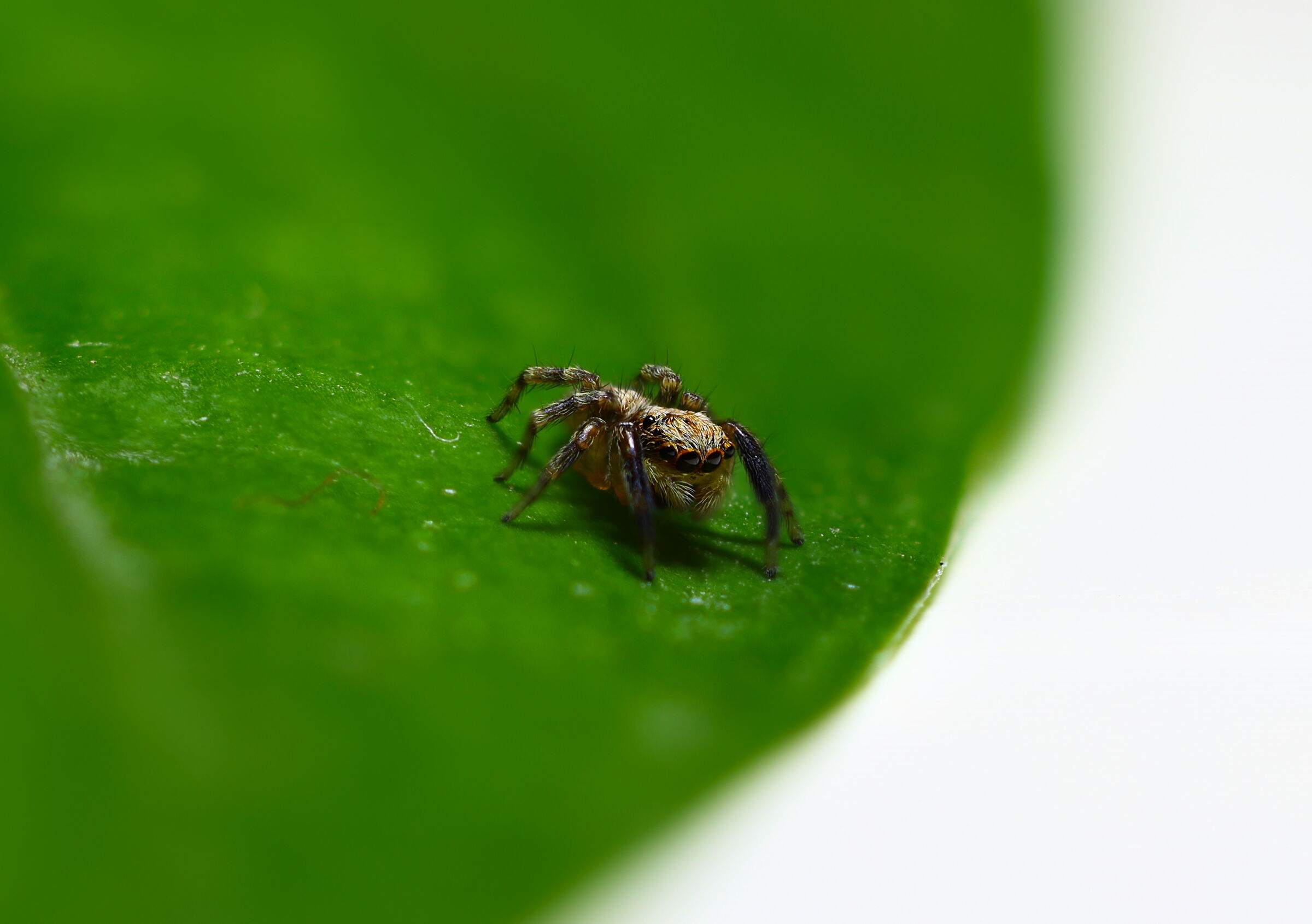 Ragno Salticidae