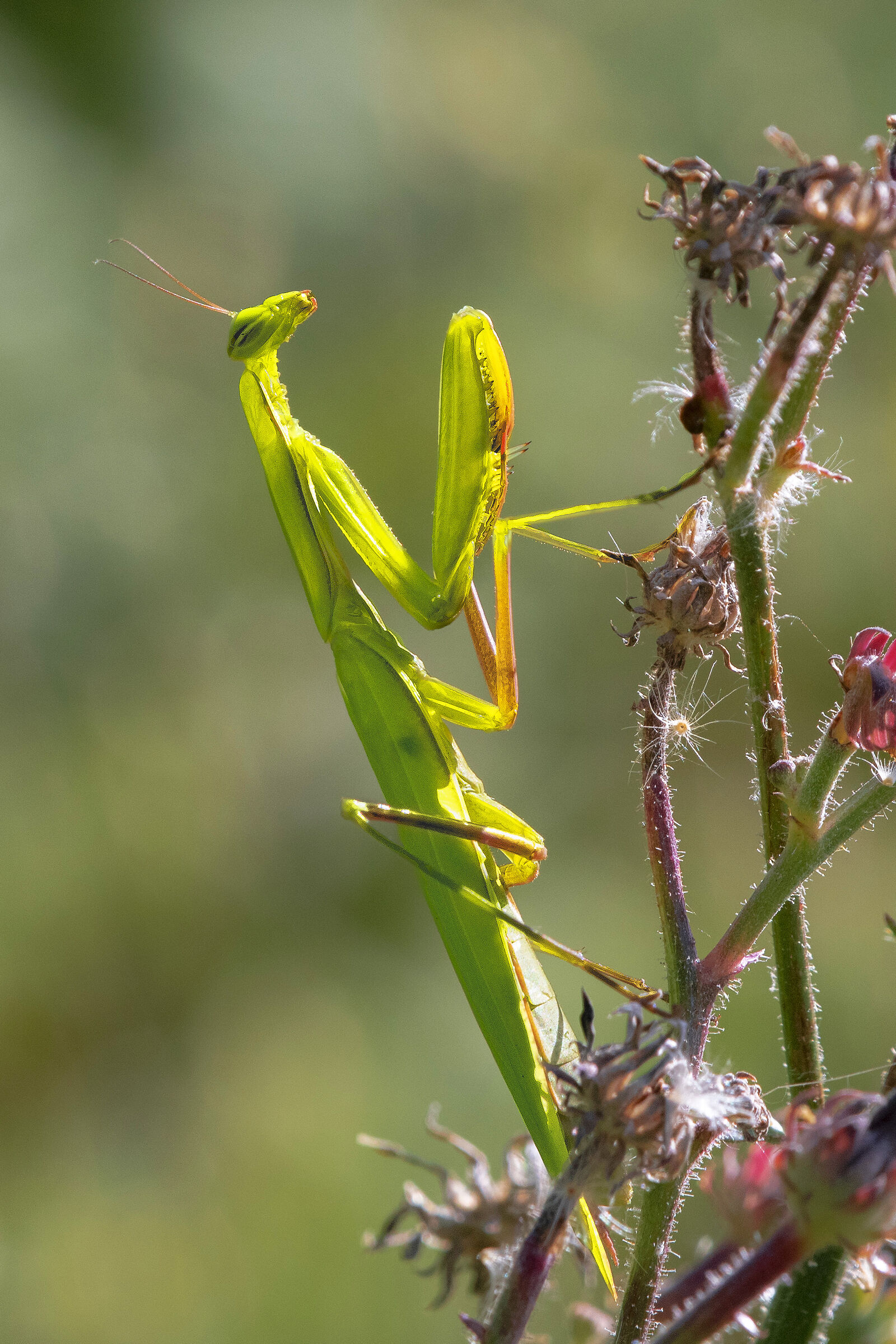 Praying Mantis (Mantis religiosa Linnaeus, 1758) ? Germany
