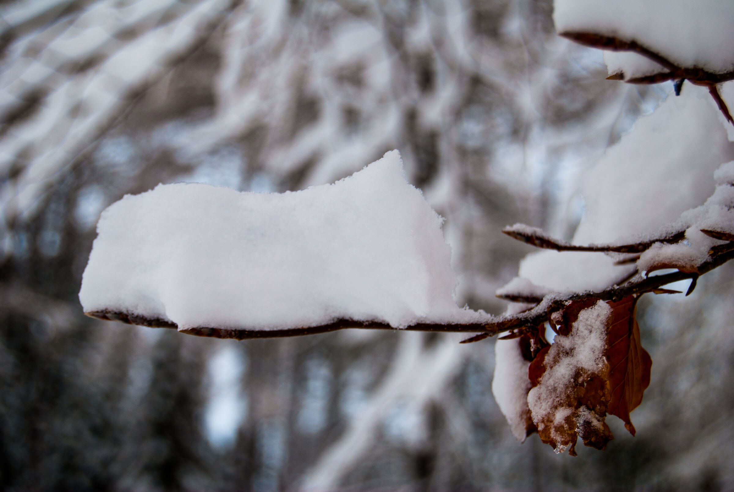 A greeting to autumn, a welcome to winter