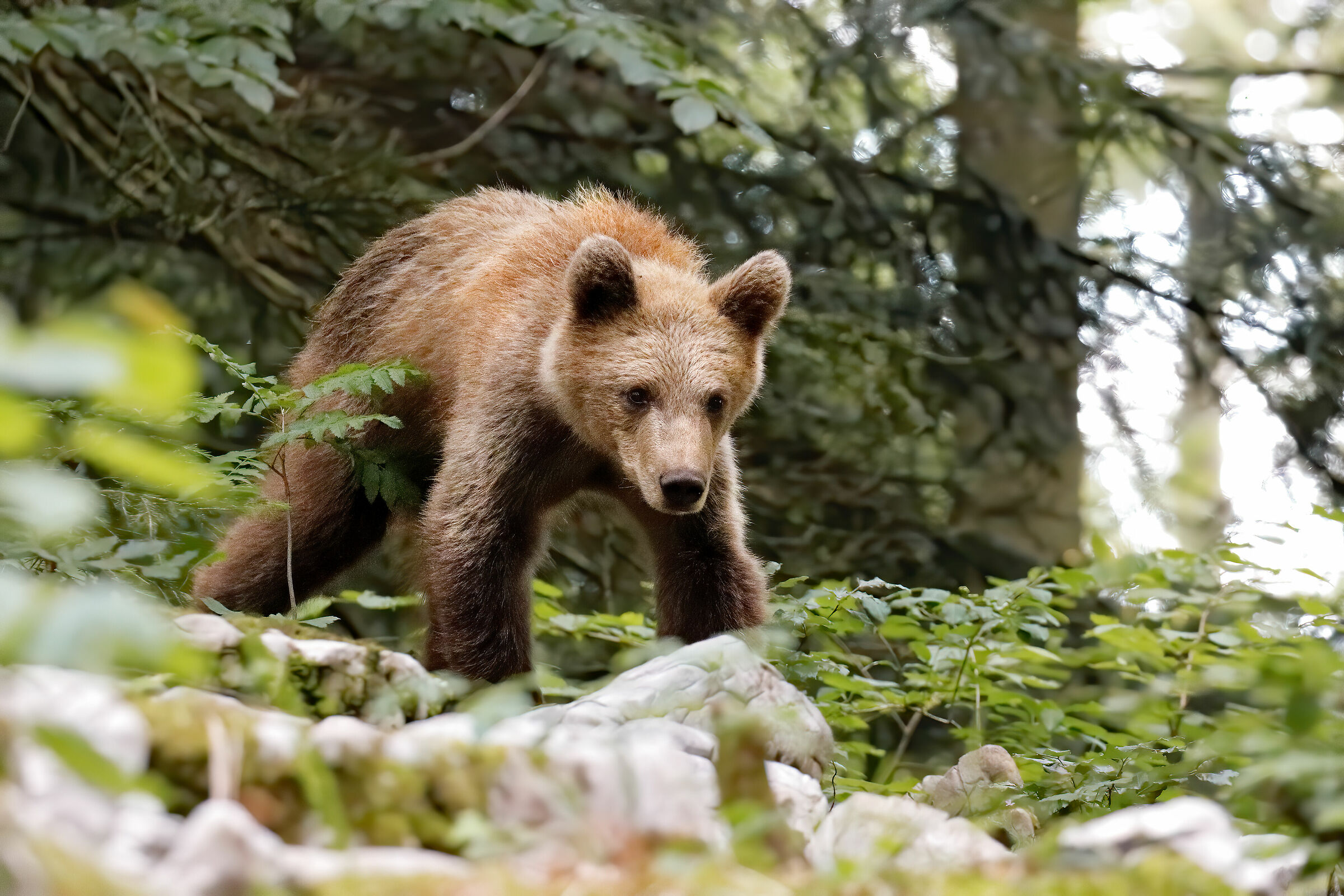 Giovane orso nella foresta