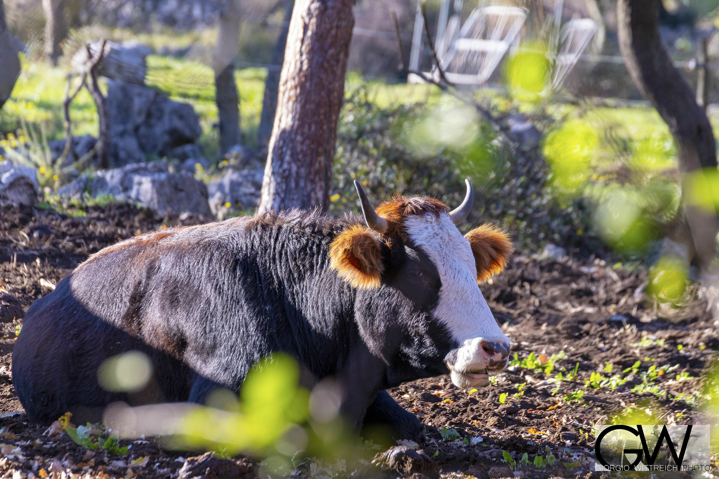Cow
