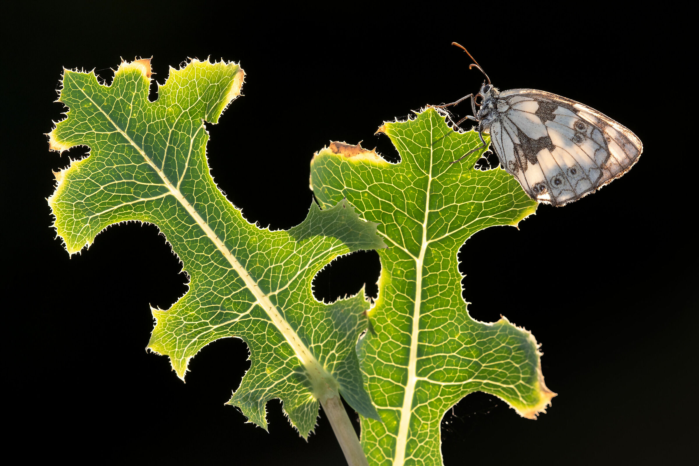 Melanargia d'archivio