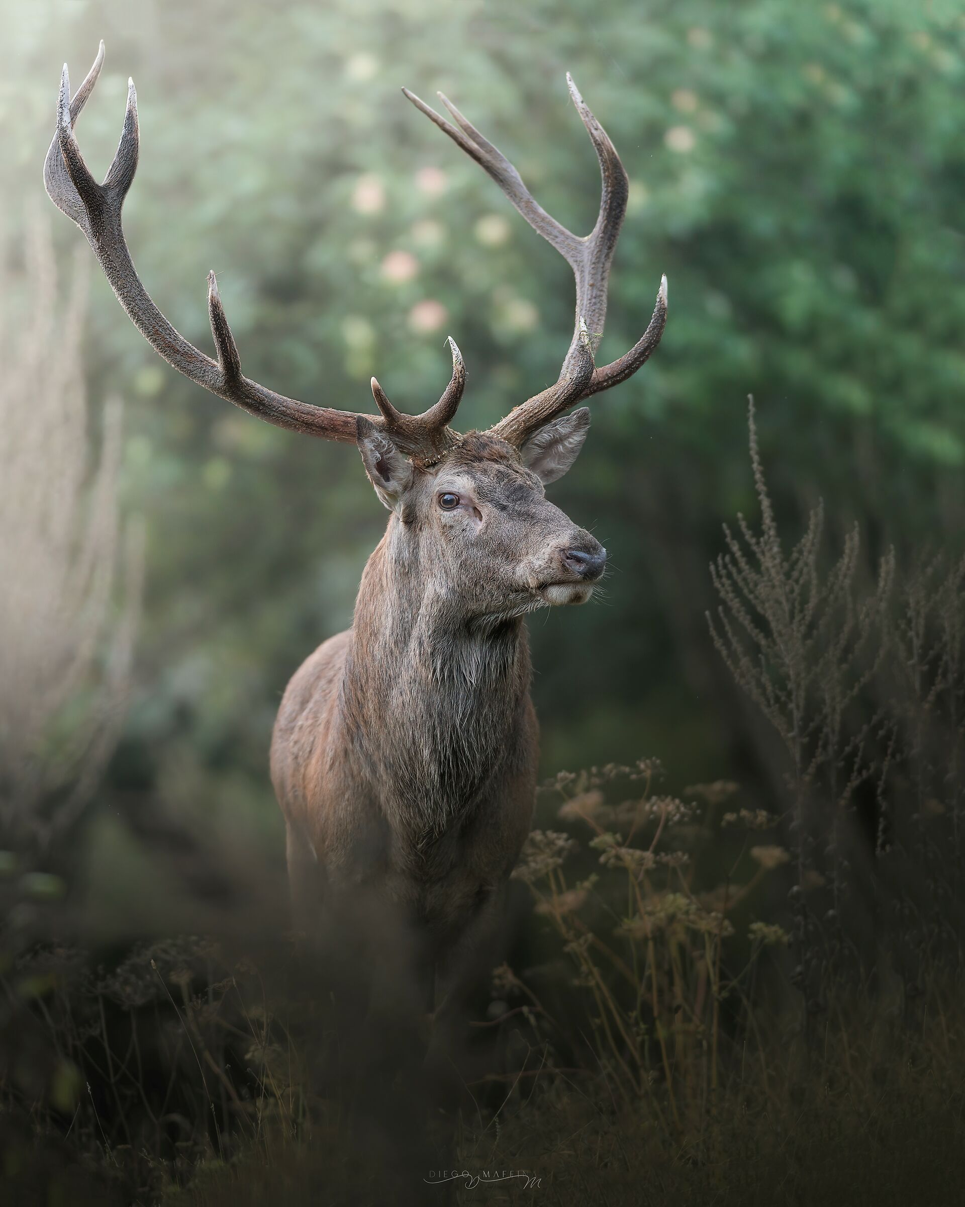 The enchanted Kingdom