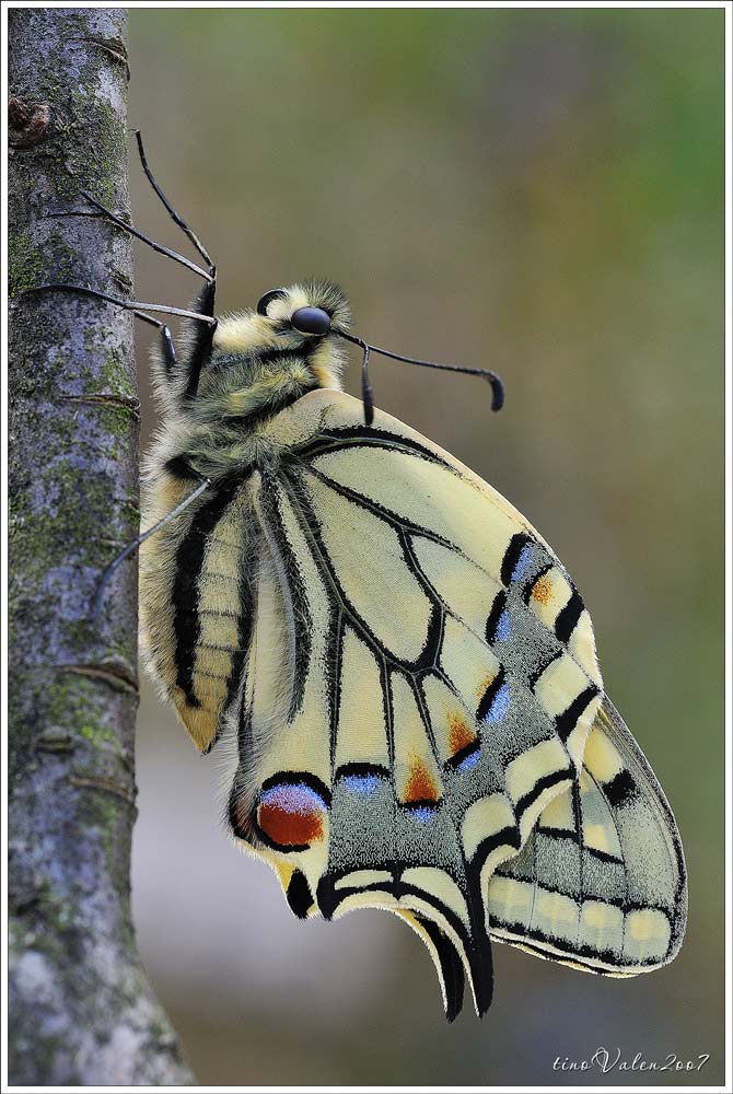 ... papilio machaon ...