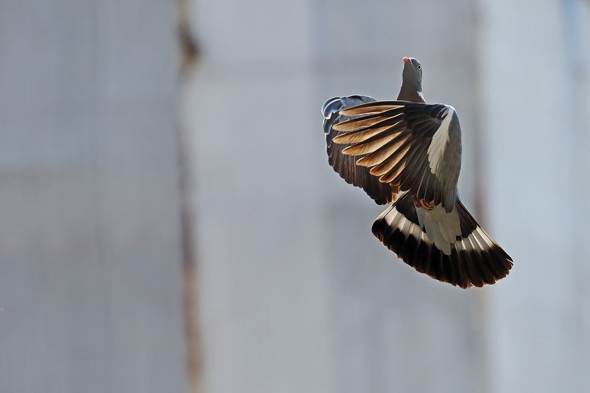 dove with scaffolding