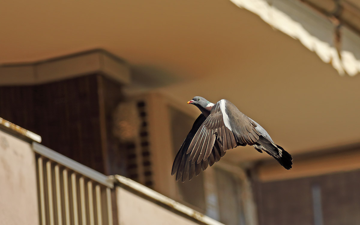 dove on balcony 2