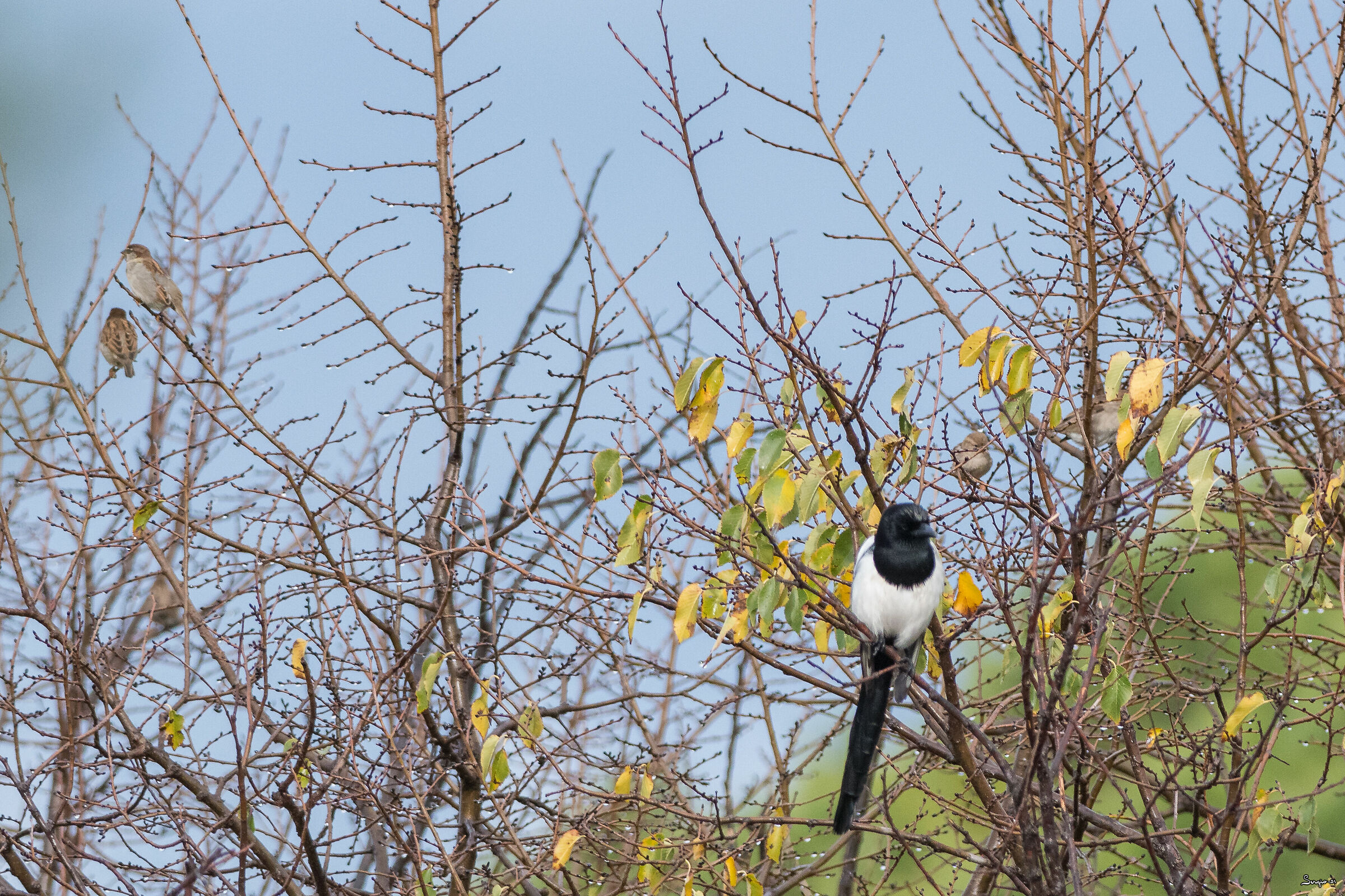 Magpie
