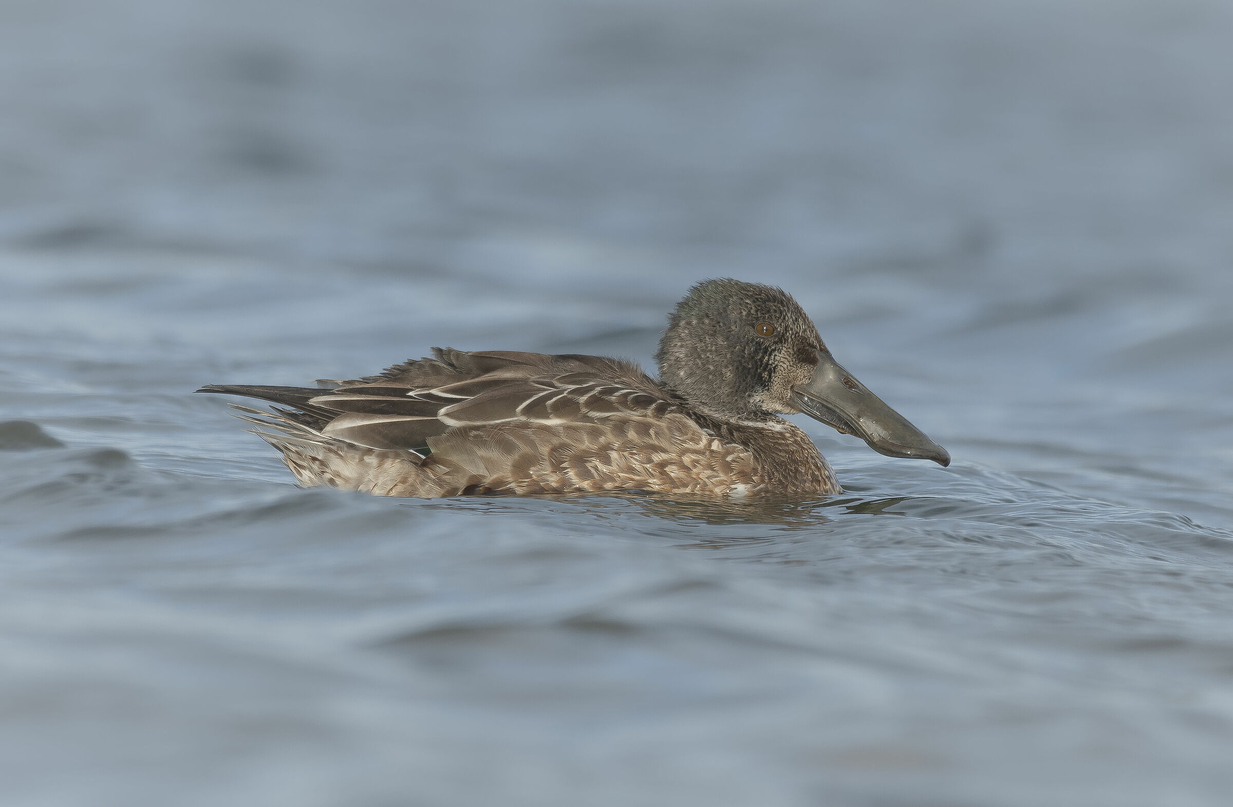 Mestolone in eclipse