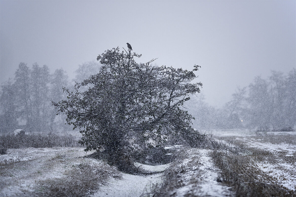 Poiana. Campagna hinterland Milanese.