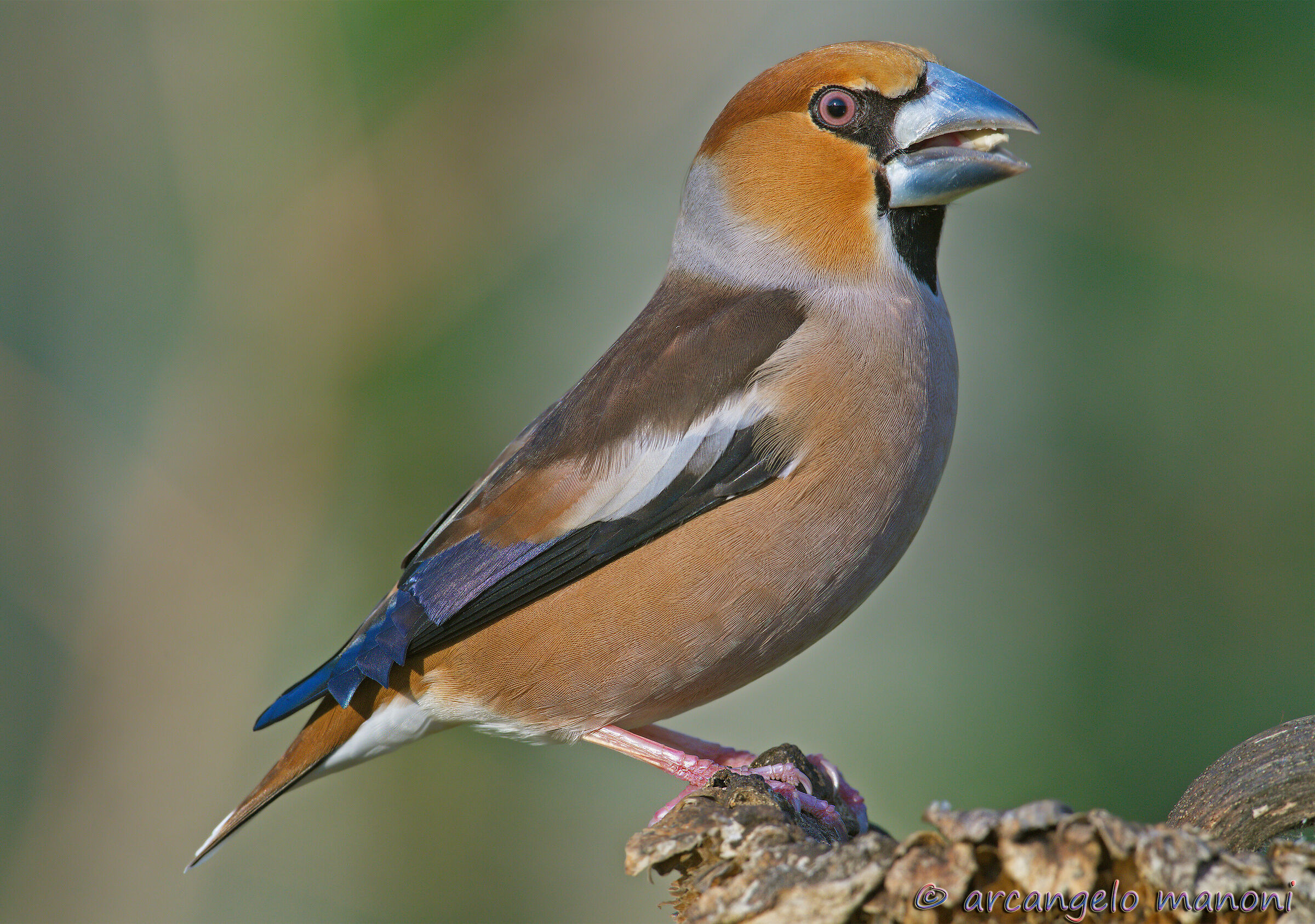 Frozon: The most combed bird in the world!