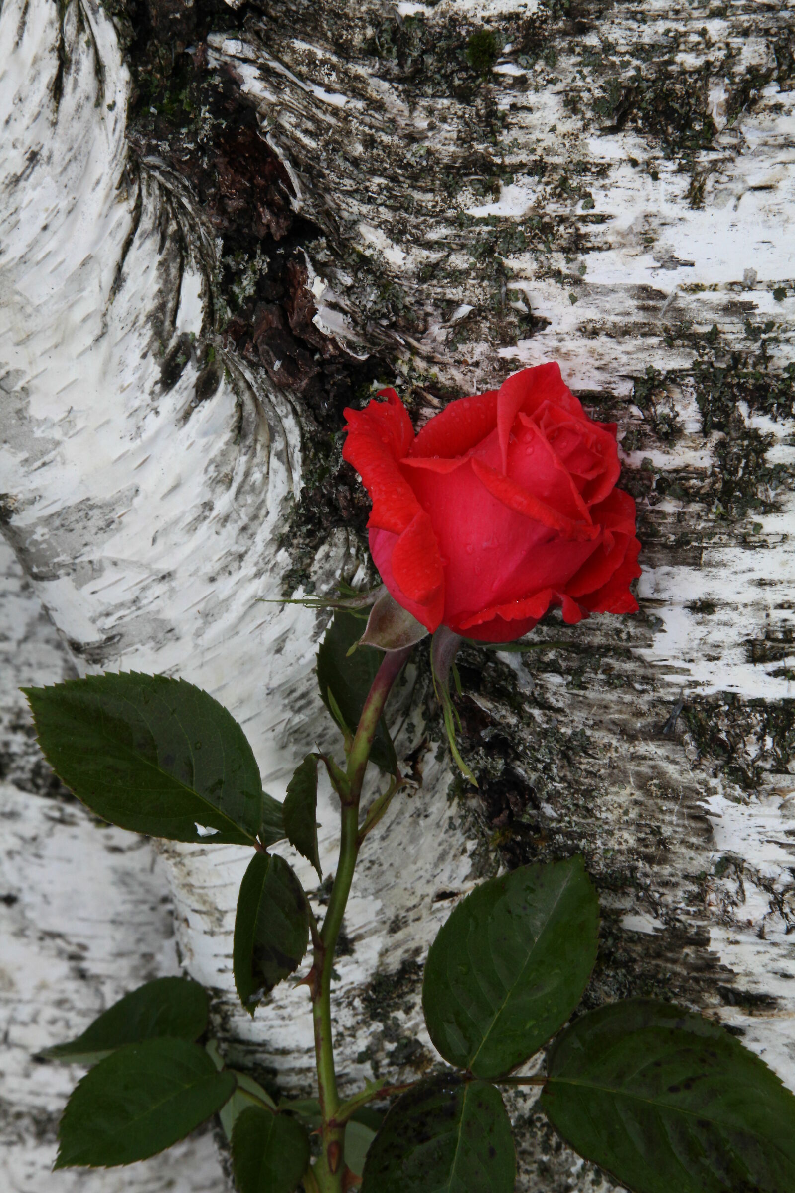 esperimenti in tempo di covid