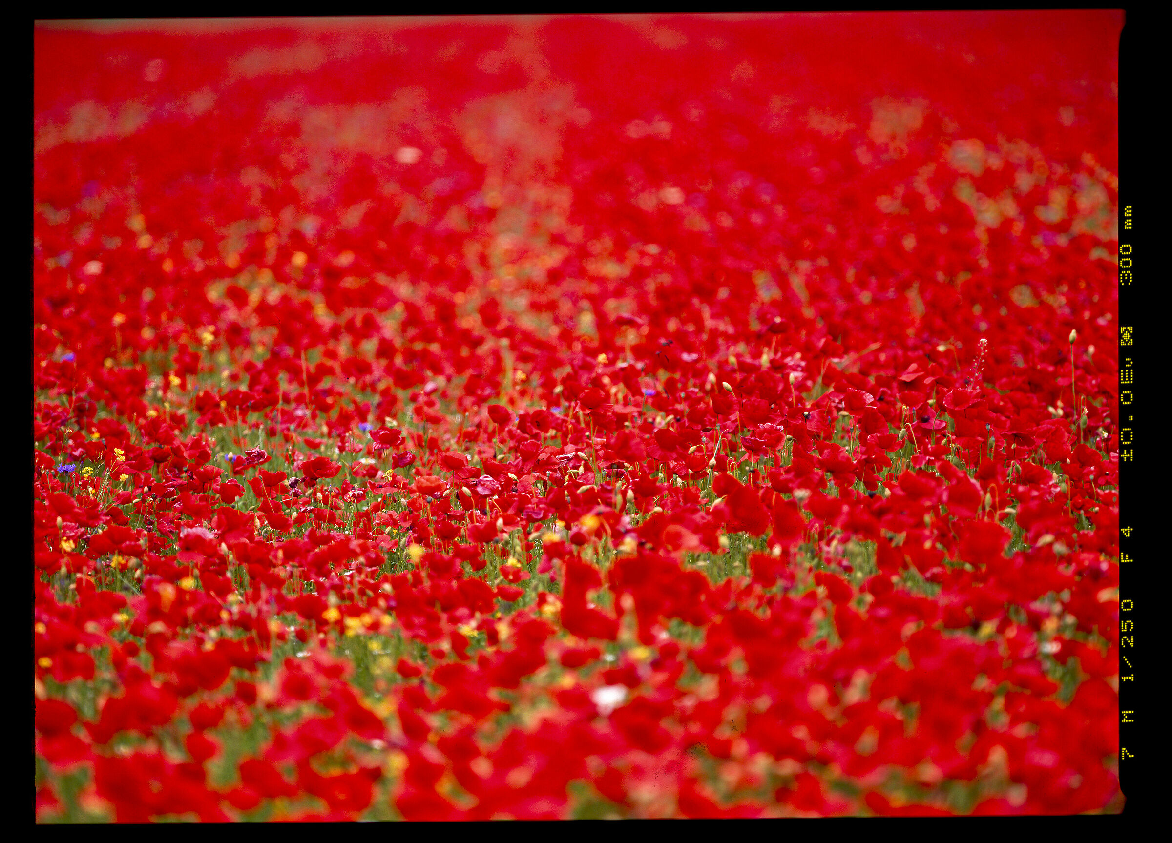 perso in un mare di papaveri