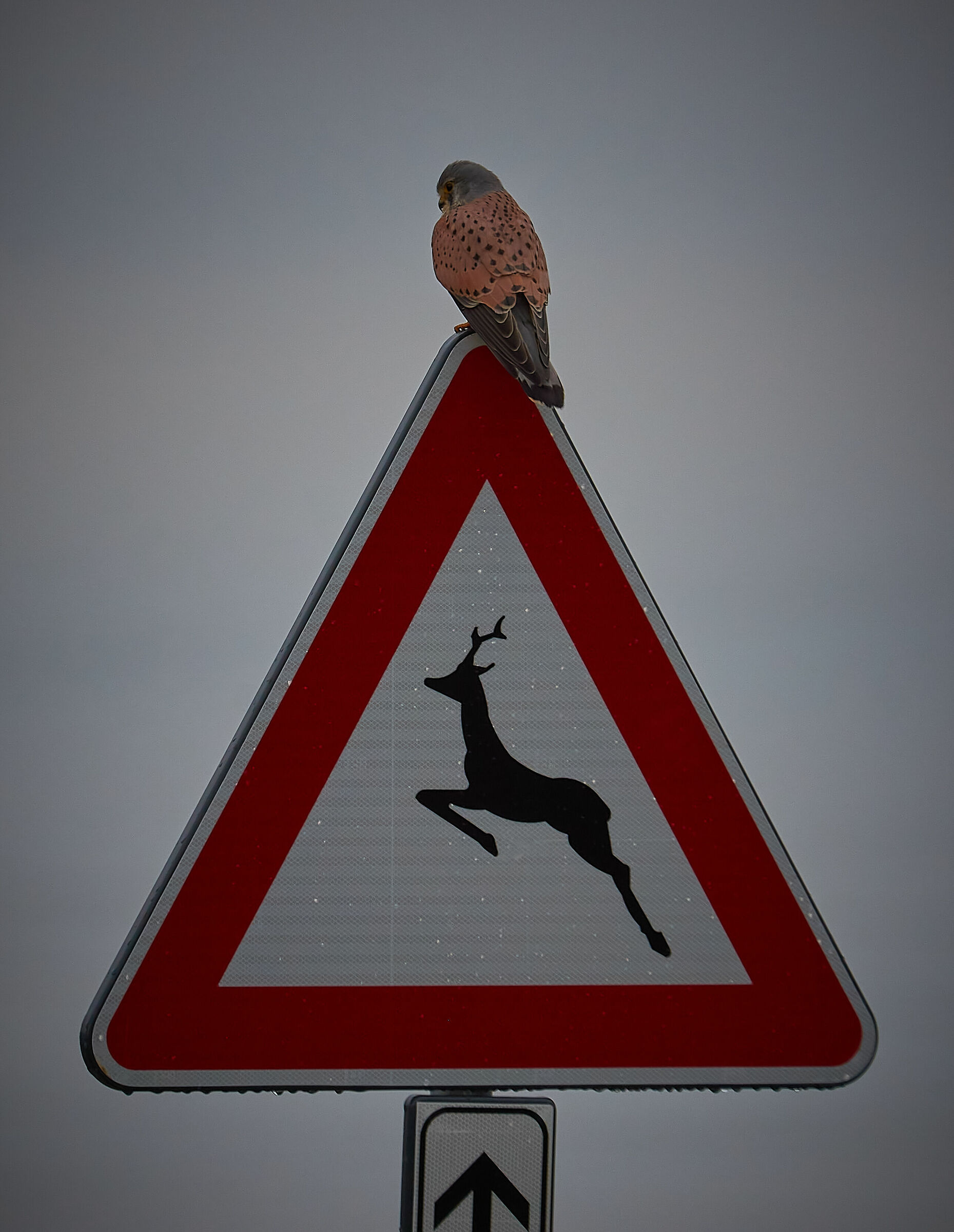 Pericolo attraversamento Gheppi