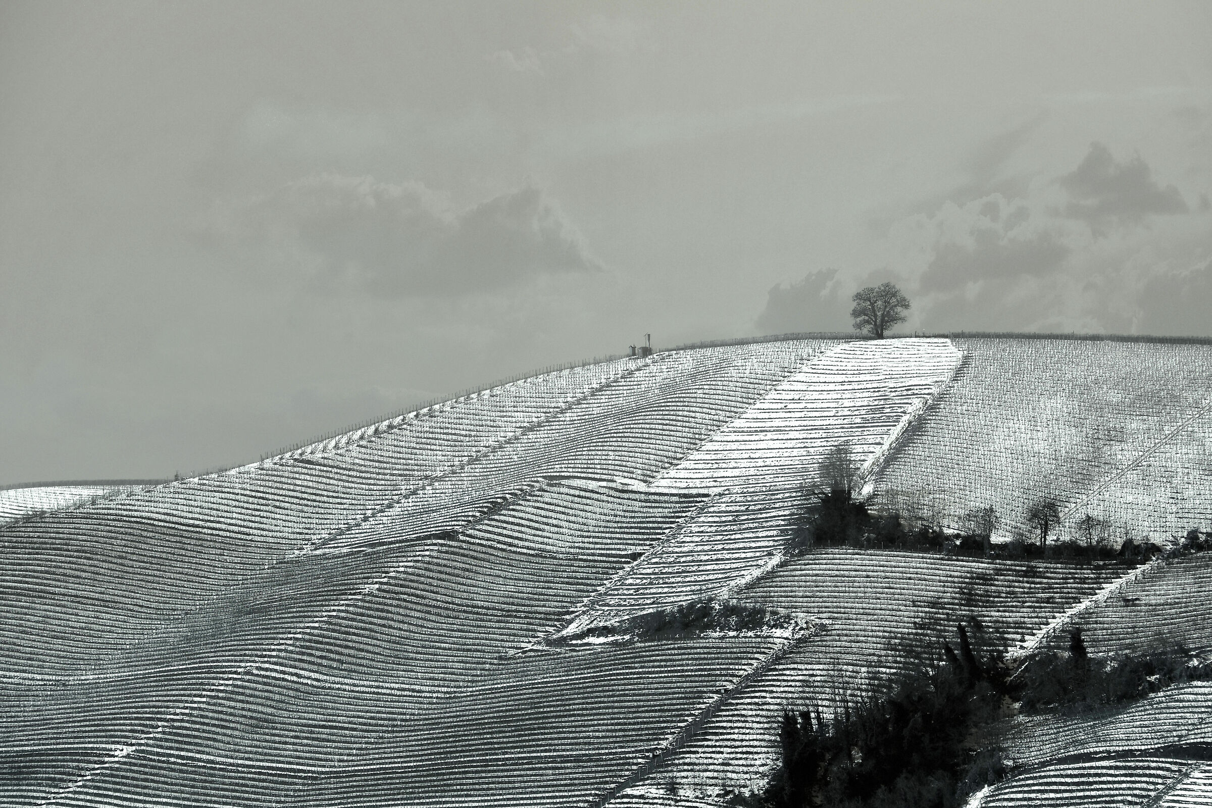 La grande vigna sotto questo cielo nero