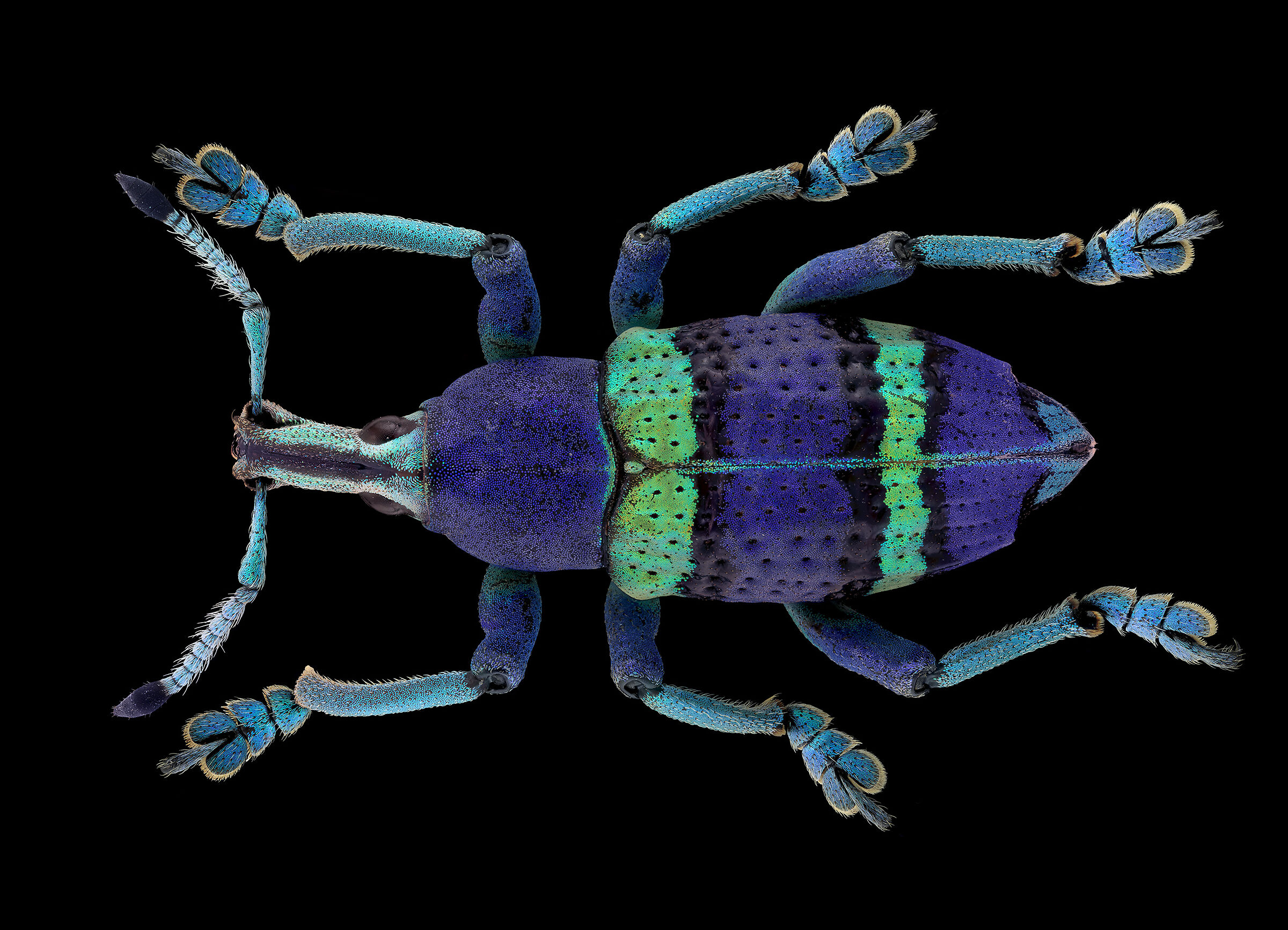 Eupholus schoenherri