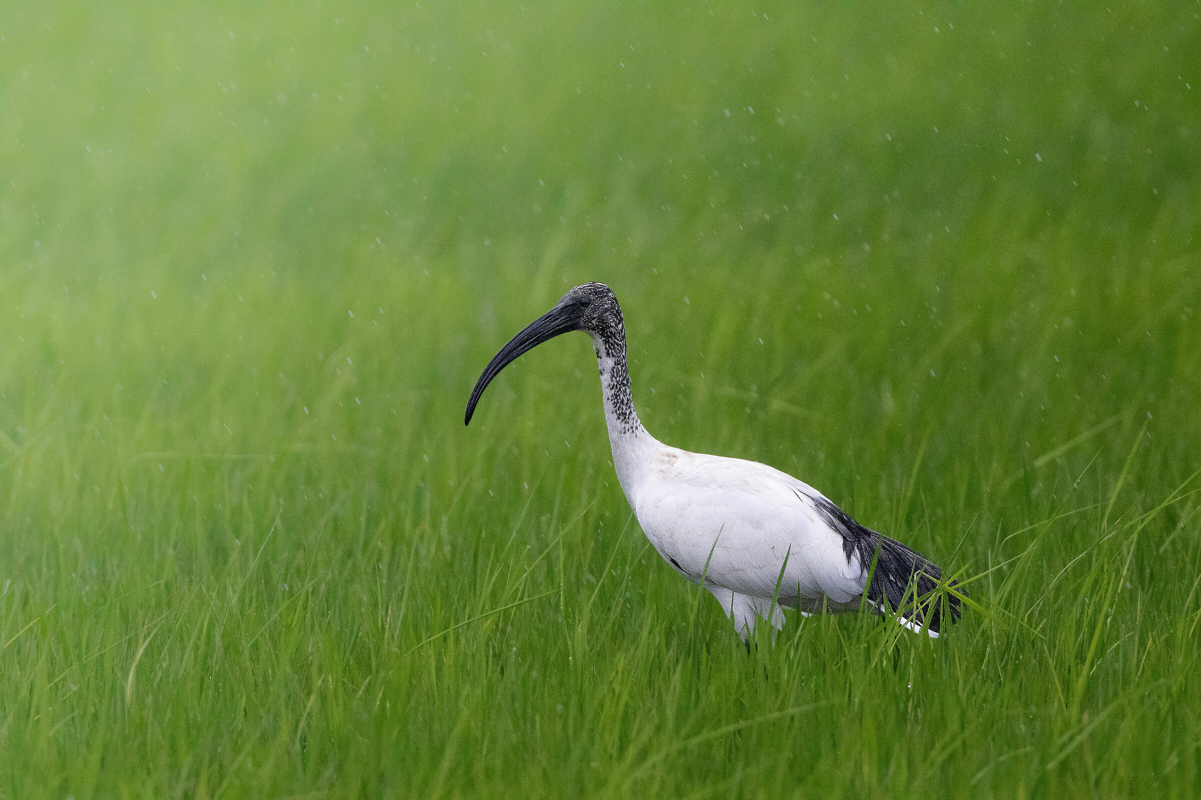 Sacred Ibis