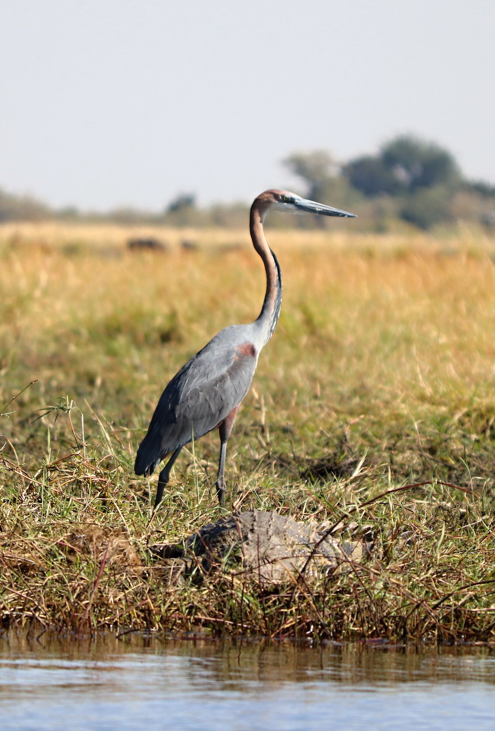 Airone e coccodrillo Chope Park Botswana