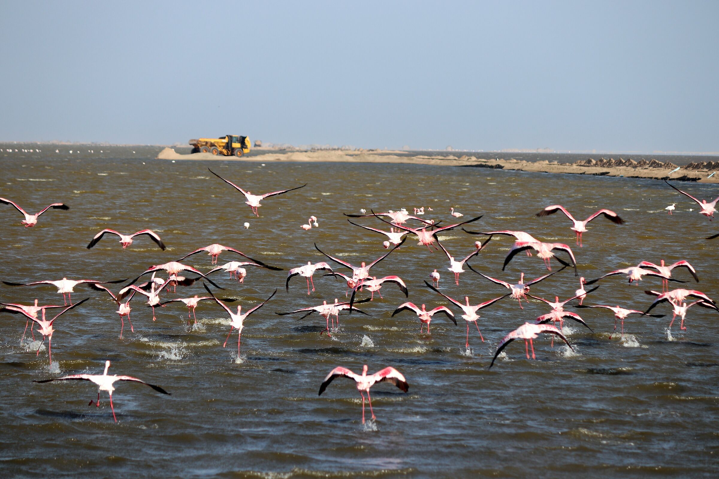 Fenicotteri rosa namibiani in volo