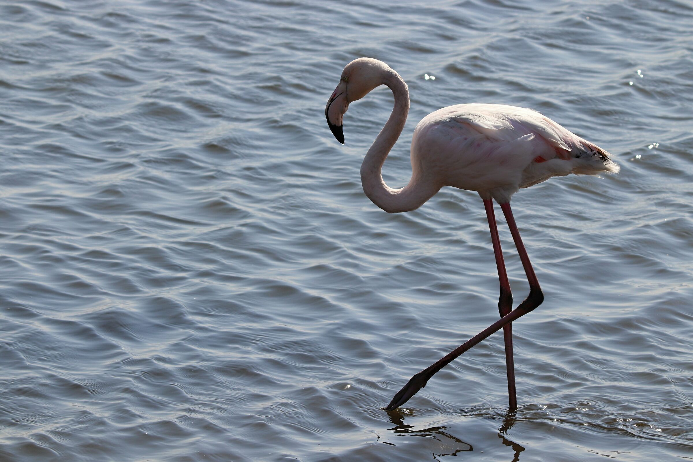 Fenicottero rosa in Namibia